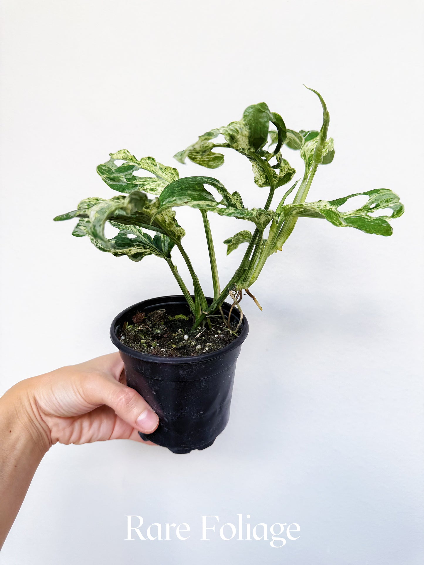 Monstera Adansonii Mottled Variegated 4”
