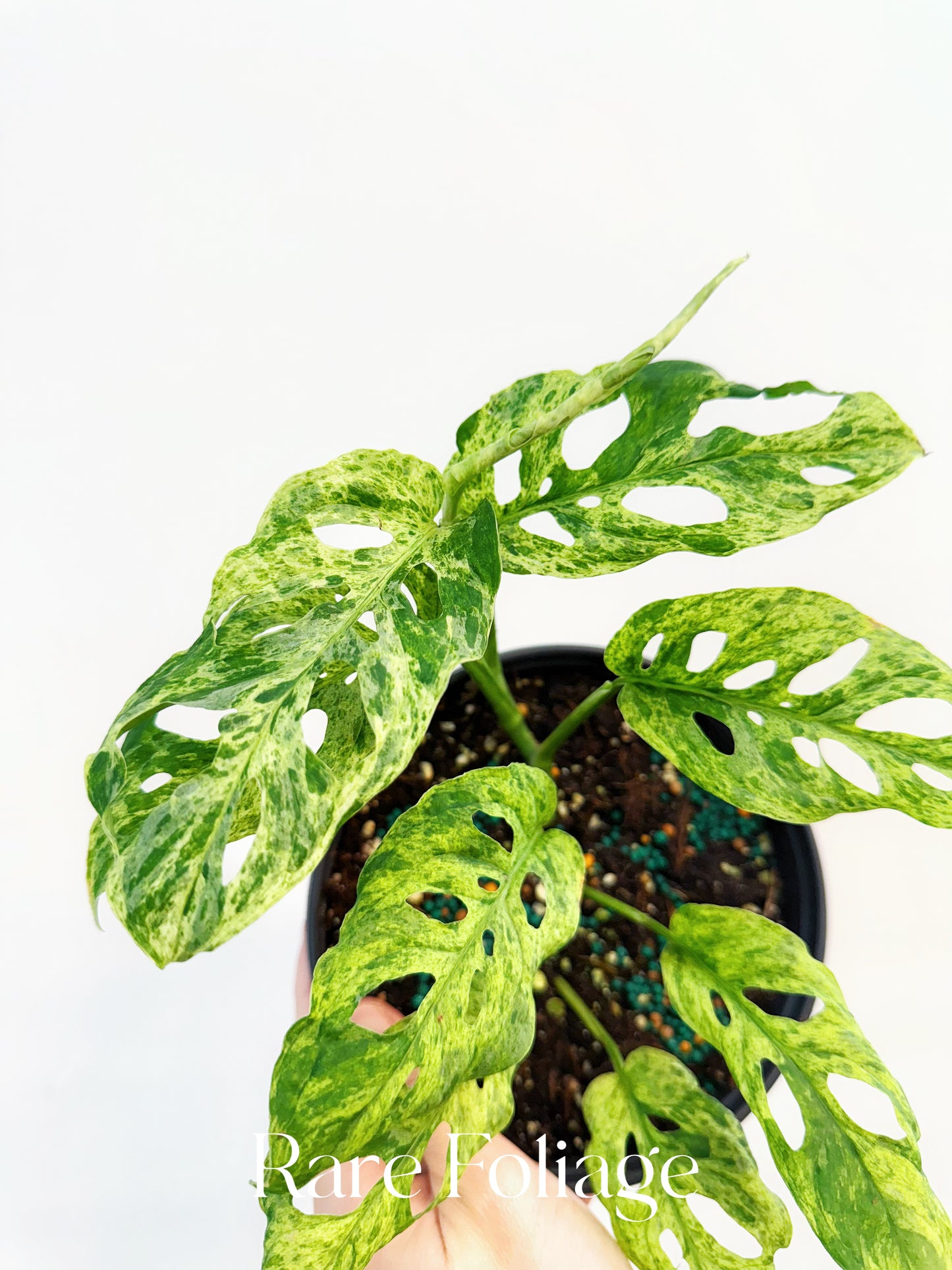 Monstera Adansonii Mottled Variegated 6”