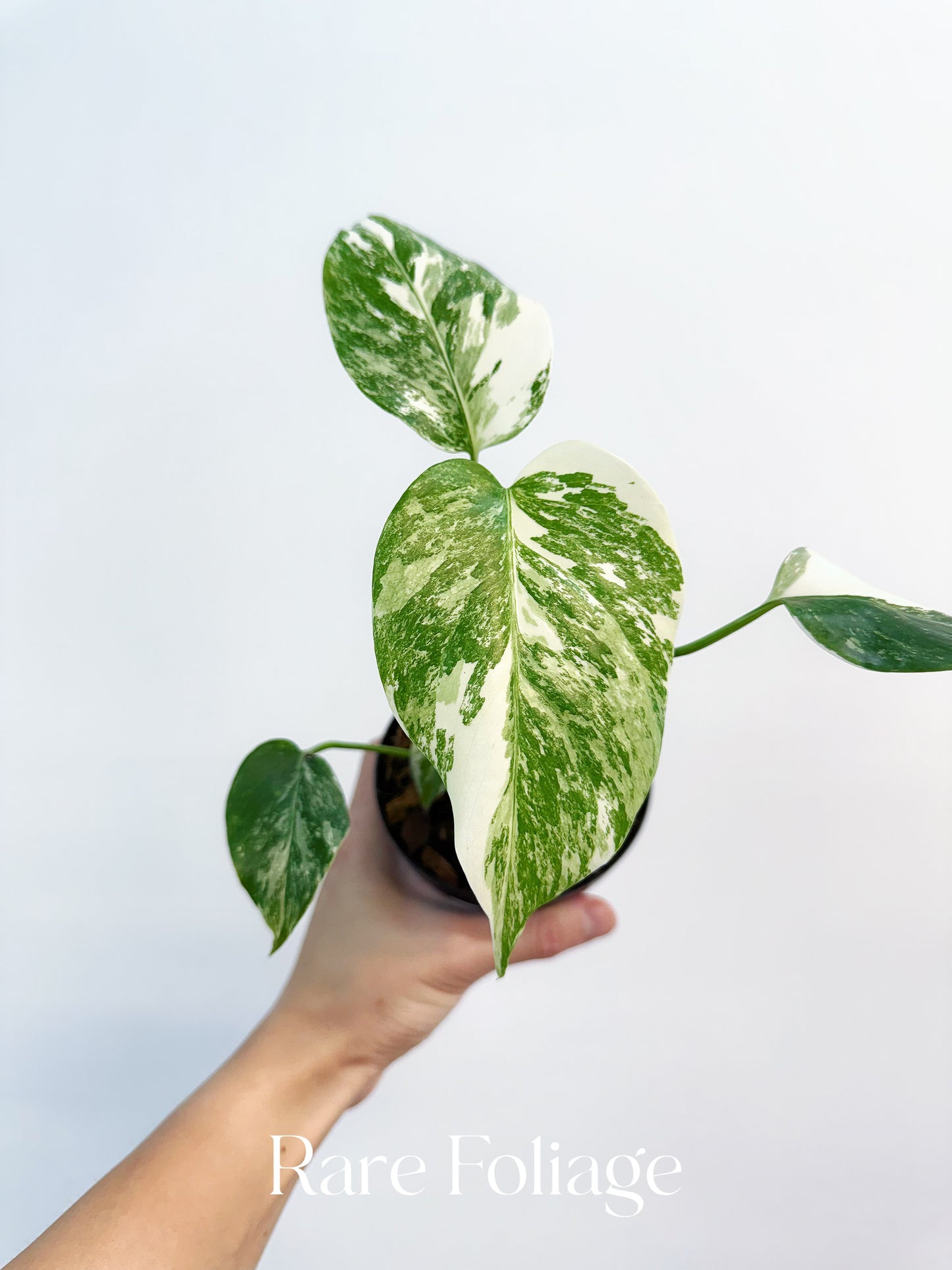 Monstera Albo 4"