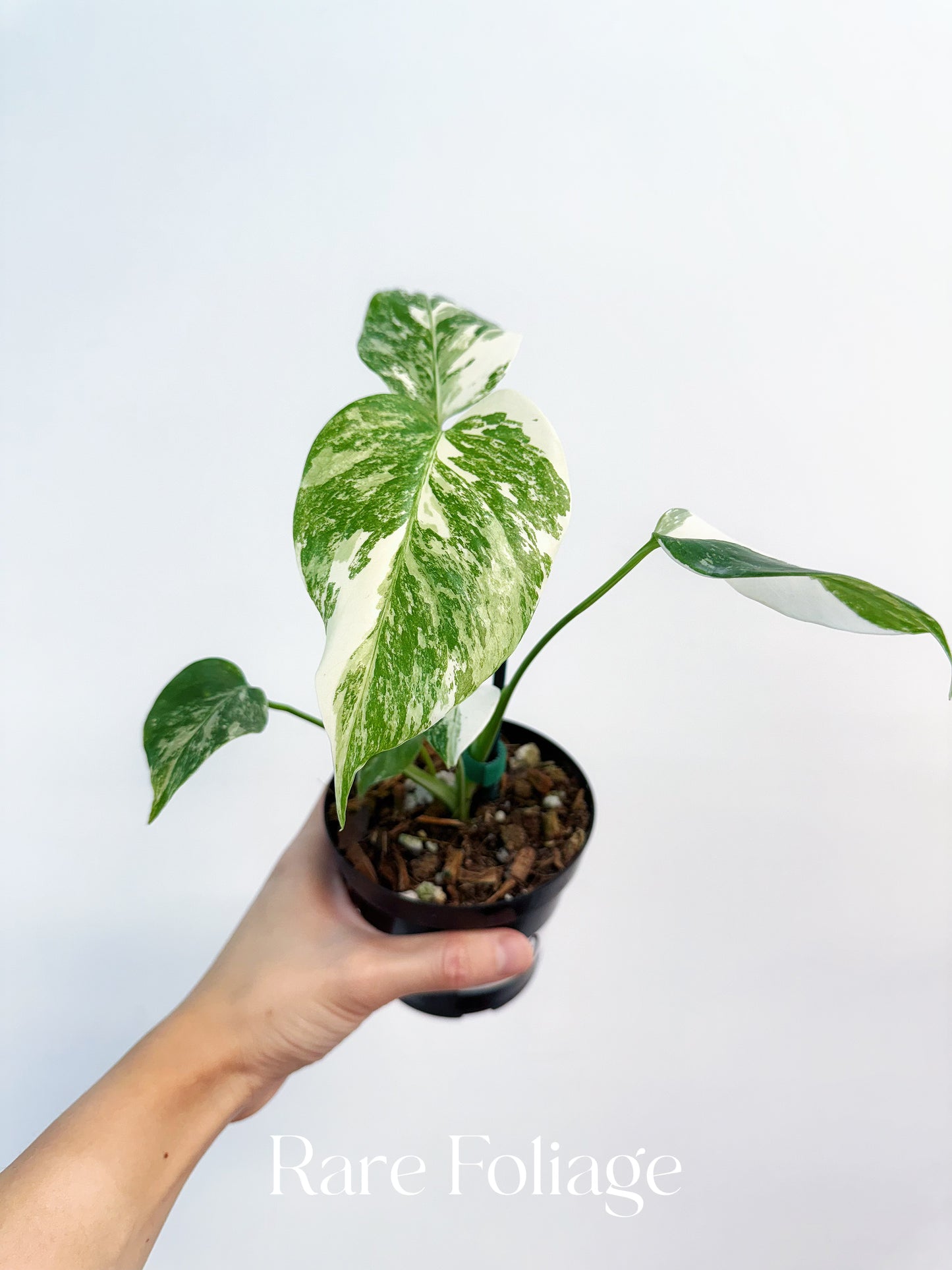 Monstera Albo 4"