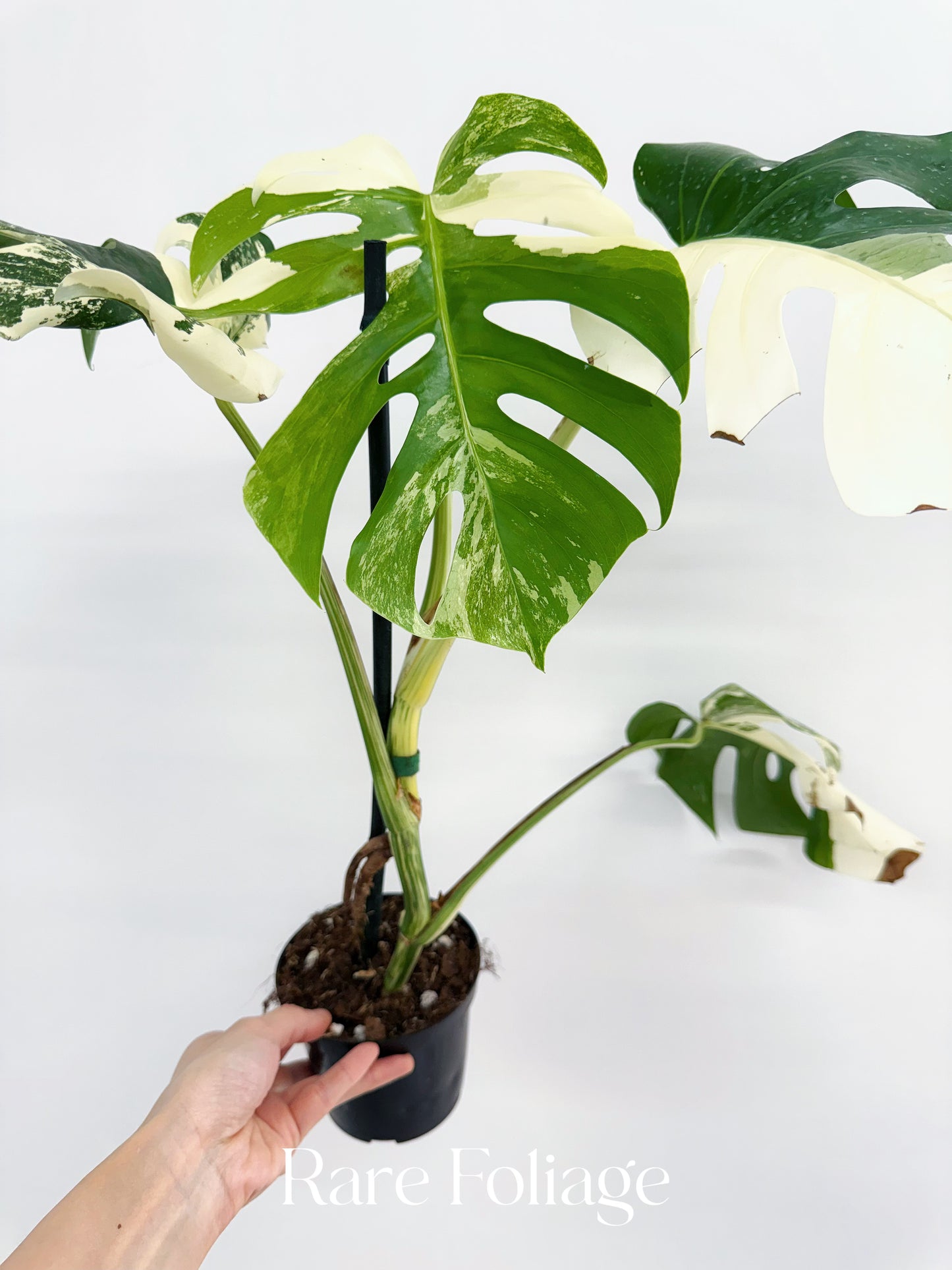 Monstera Albo Full Plant 4”