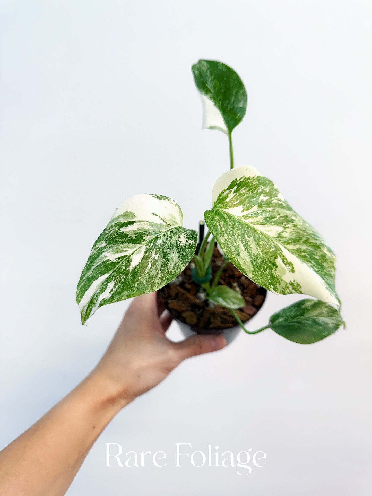Monstera Albo 4"