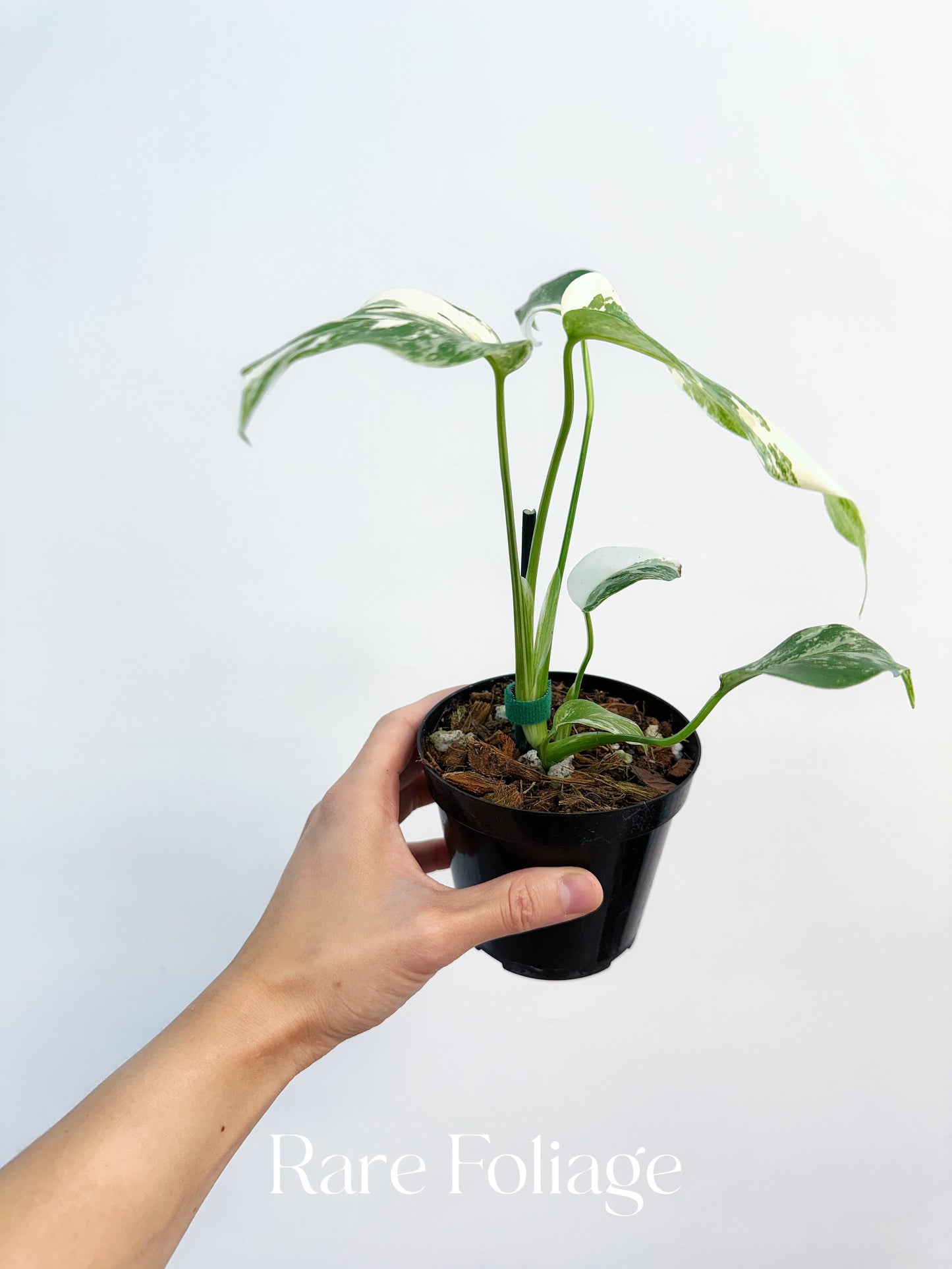 Monstera Albo 4"