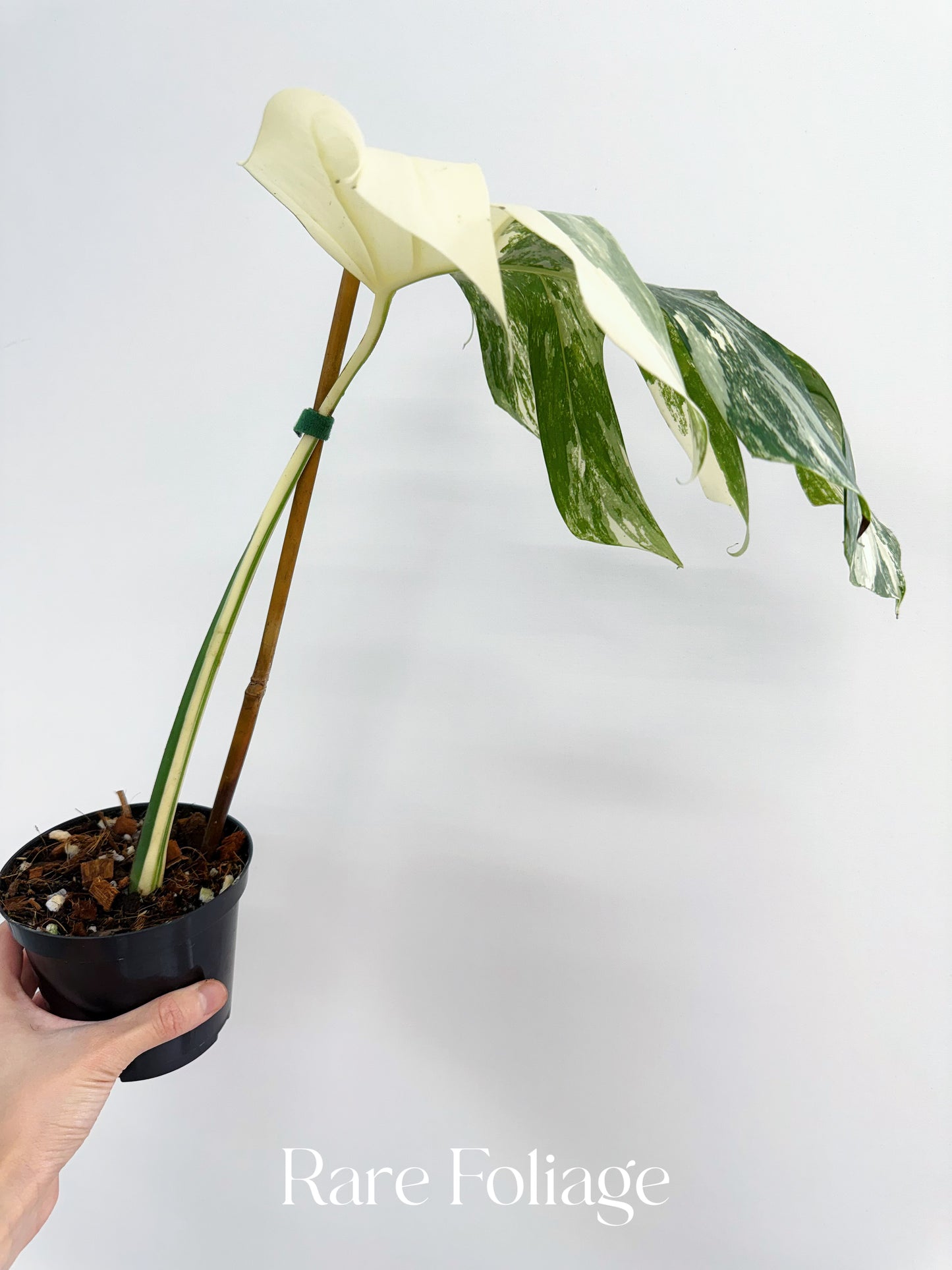 Monstera Albo One Leaf Rooted Cutting 4”