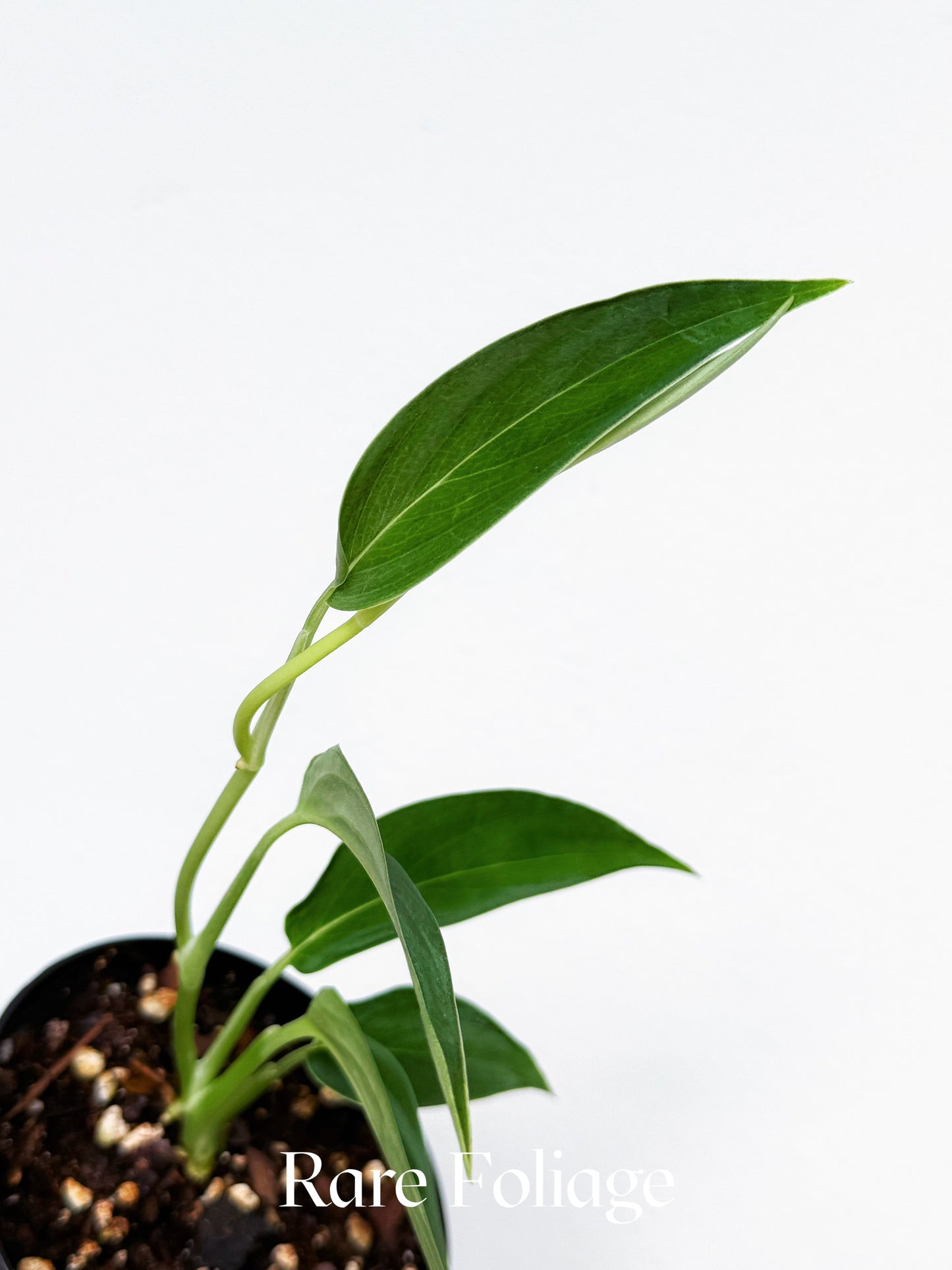 Monstera Barrieri 4"