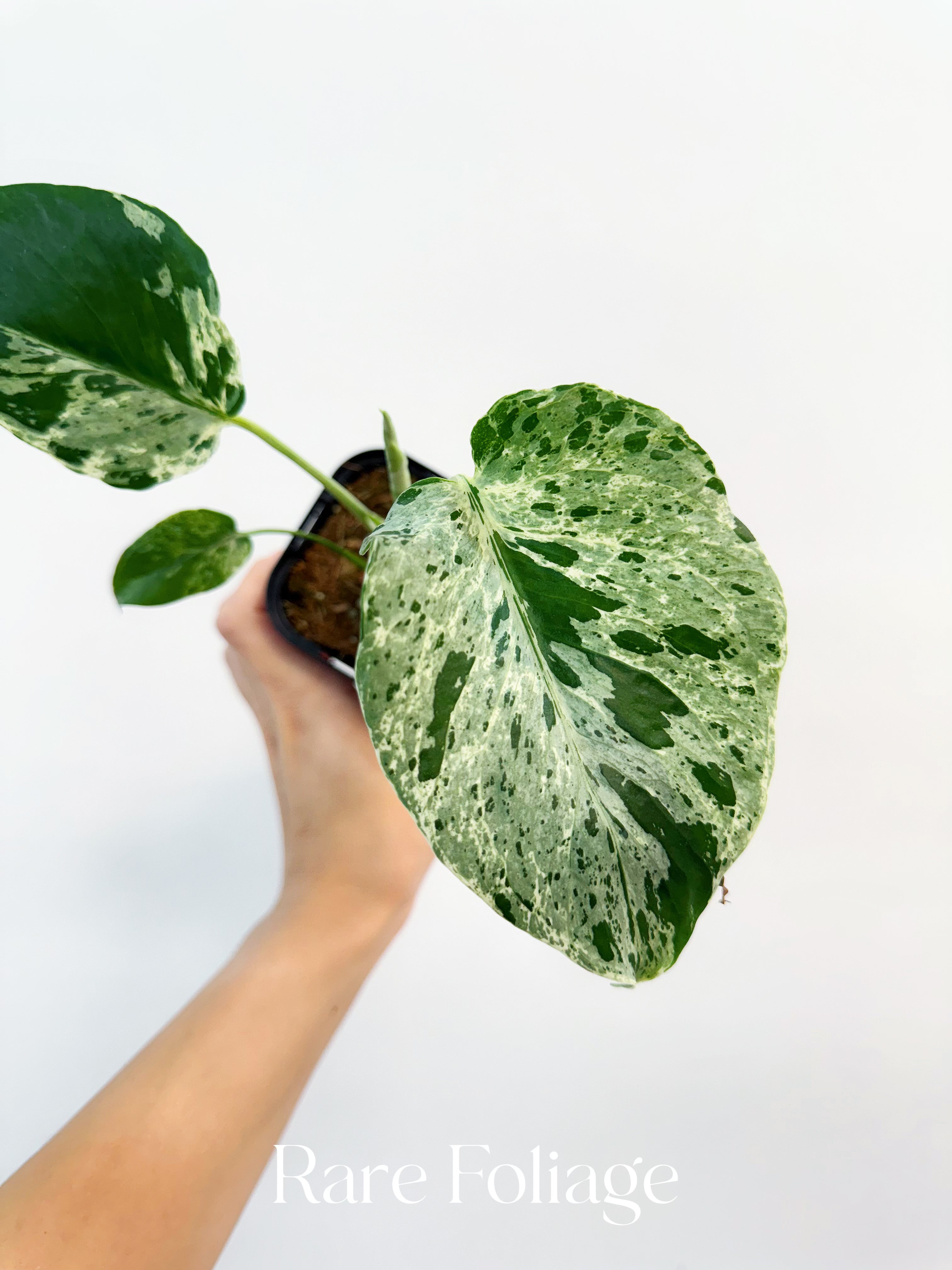 Monstera Bulbasaur 3” Exact Plant – Rare Foliage Plant Co