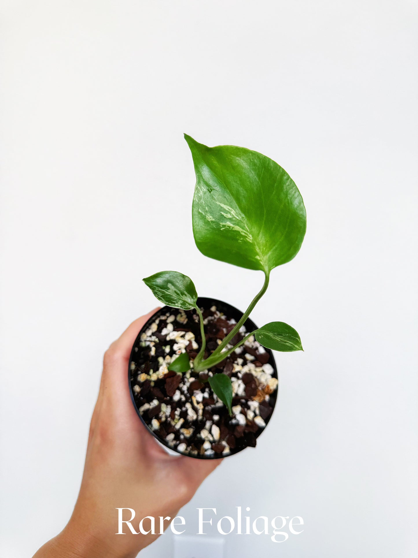 Monstera Bulbasaur Splash 4"