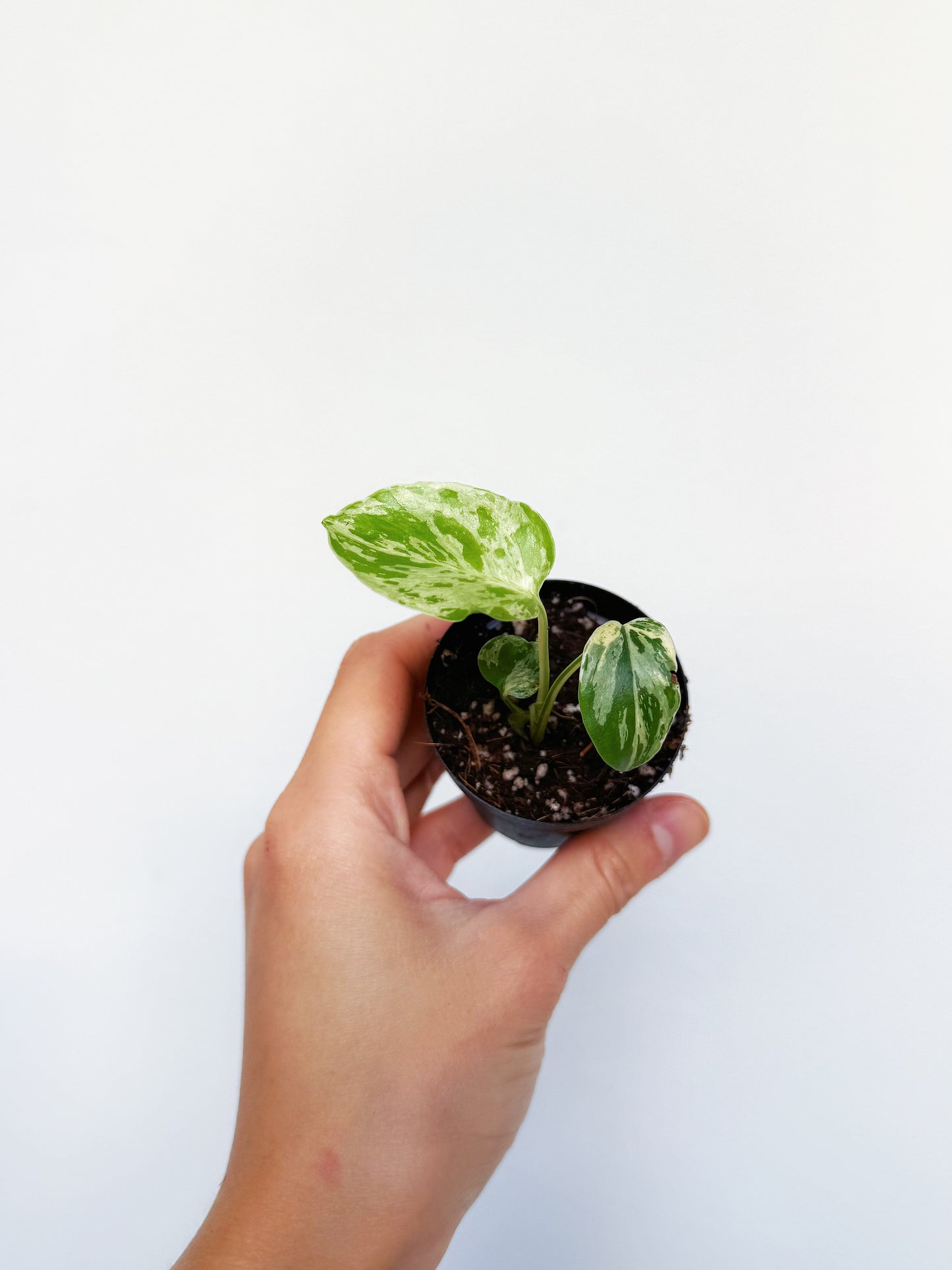 Monstera Bulbasaur 2”