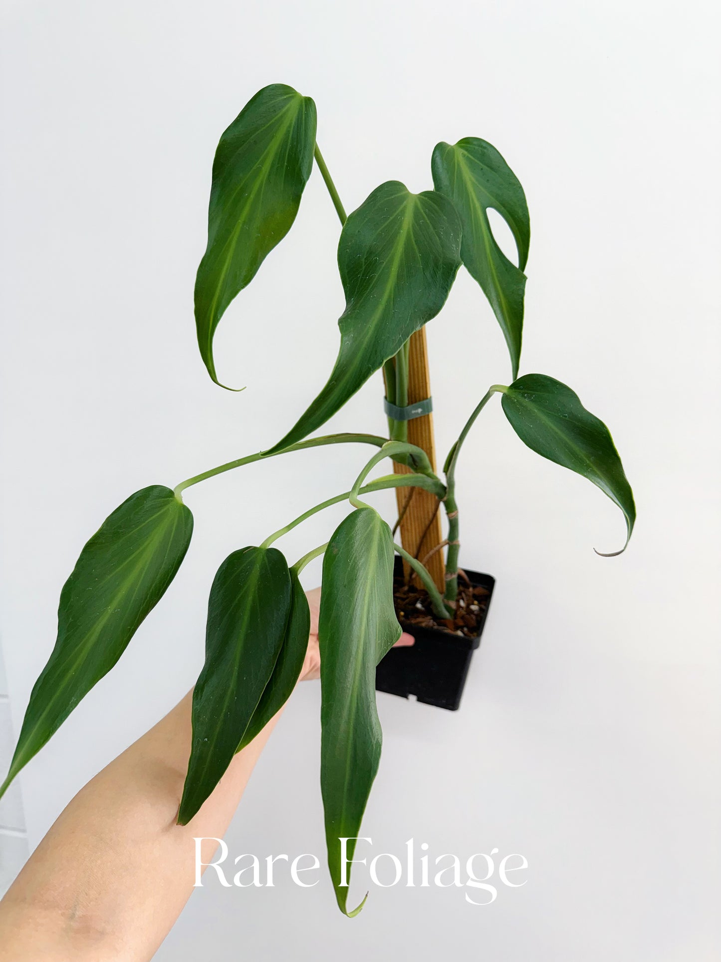 Monstera Burle Marx Flame 4” Exact Plant