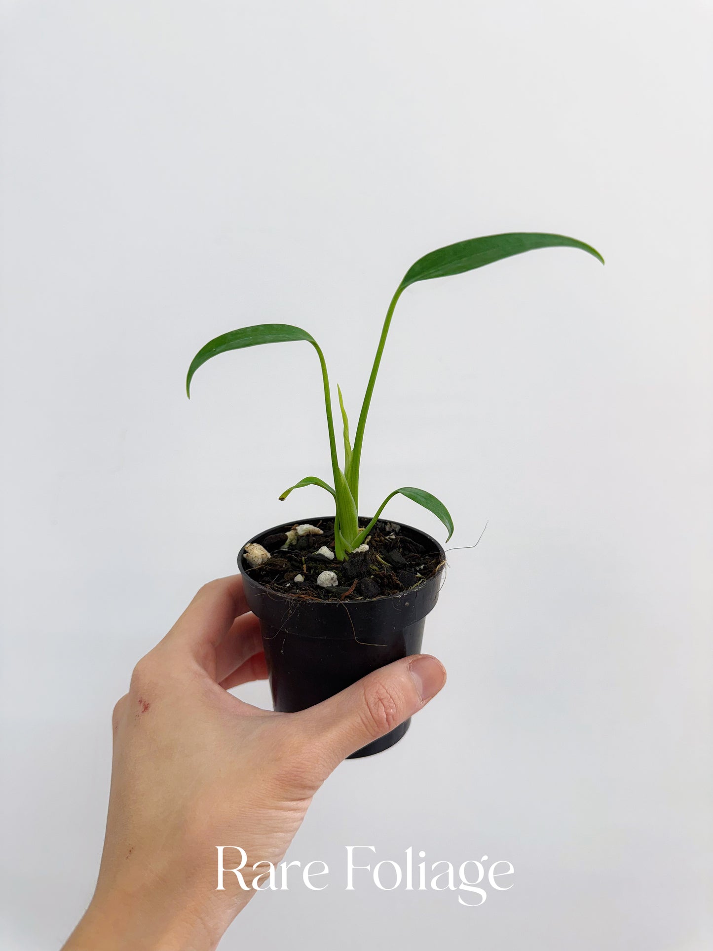 Monstera Burle Marx Flame 3”