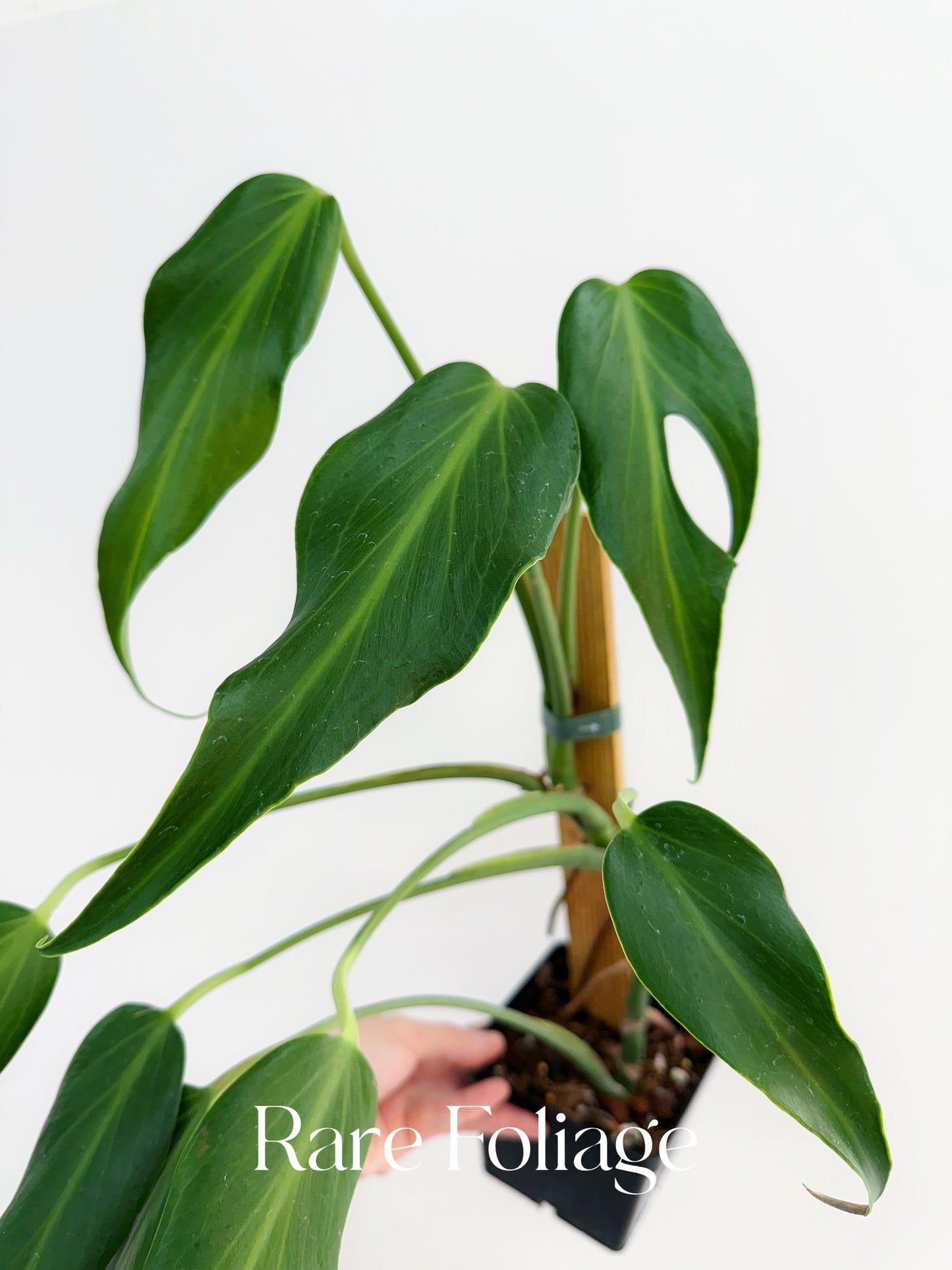 Monstera Burle Marx Flame 4” Exact Plant