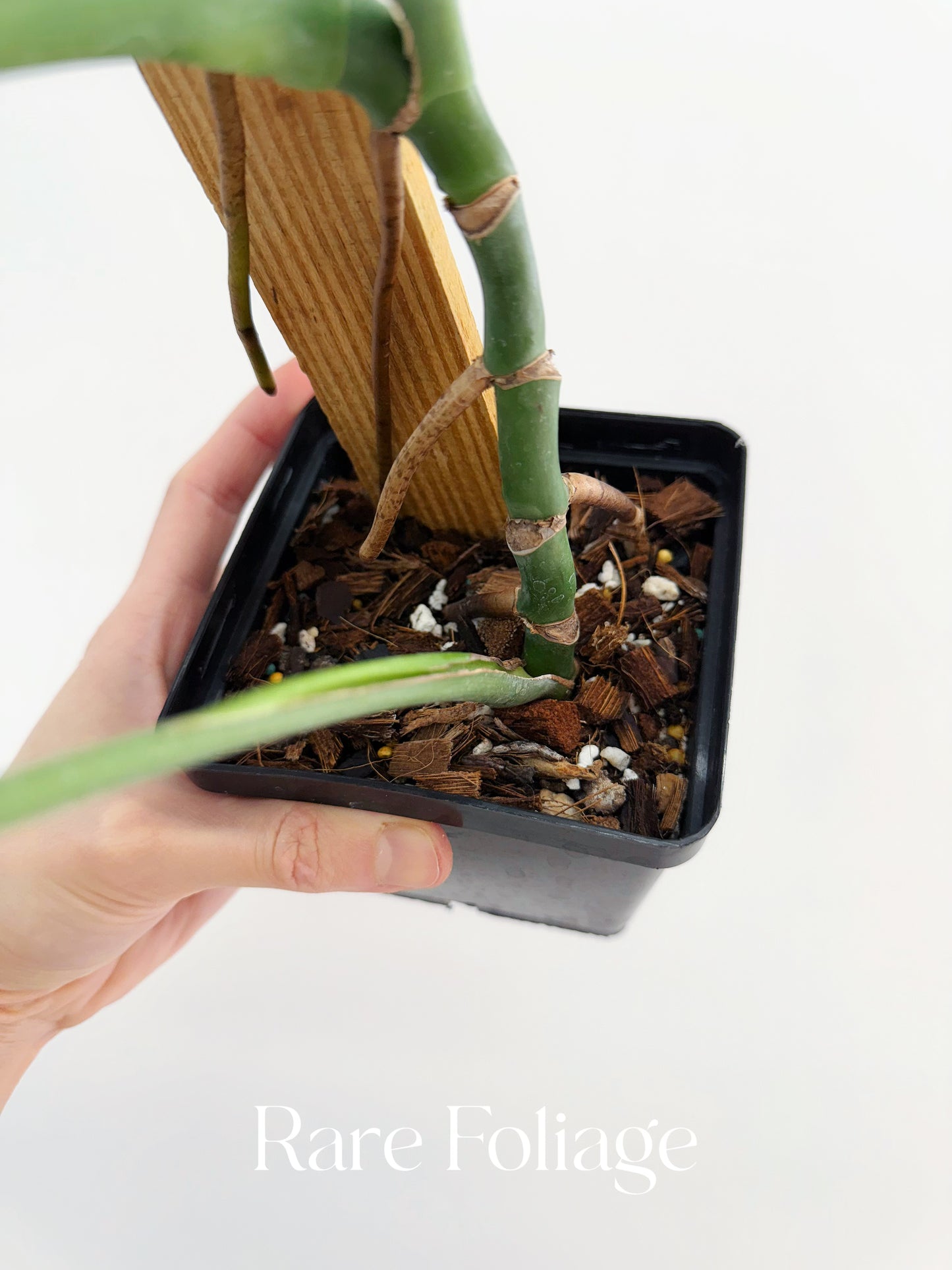Monstera Burle Marx Flame 4” Exact Plant