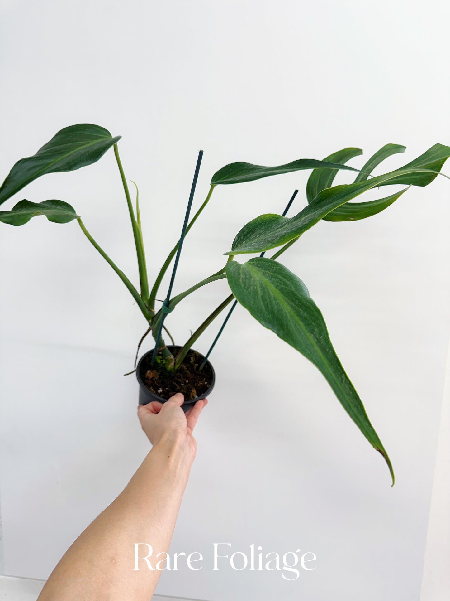 Monstera Burle Marx Flame 4” Exact Plant