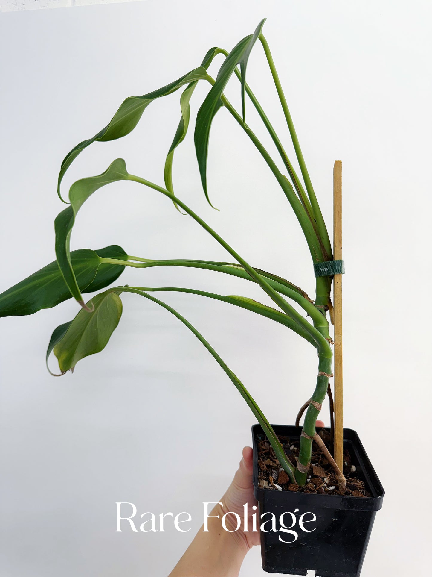 Monstera Burle Marx Flame 4” Exact Plant