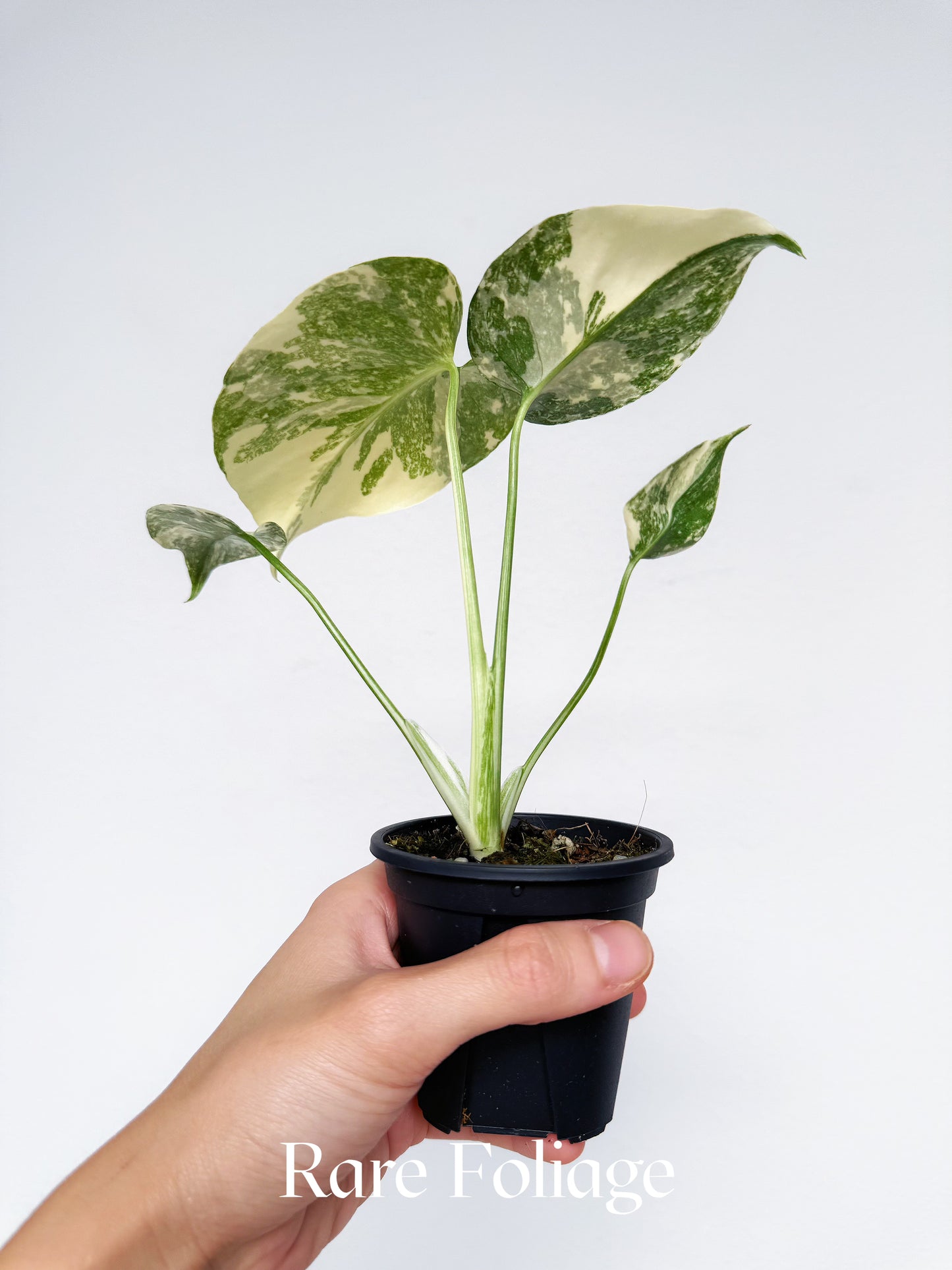 Monstera Creme Brulee 3"