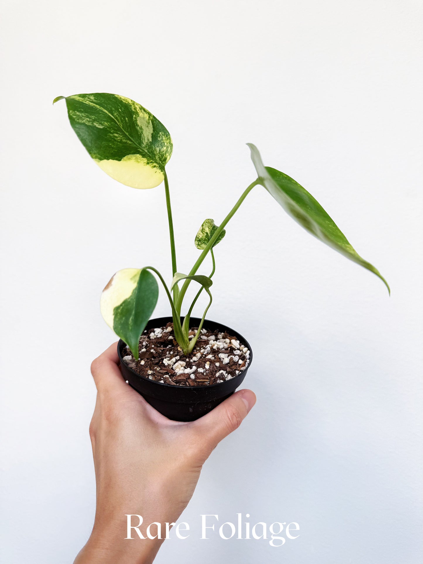 Monstera Deliciosa Aurea Variegated 4"