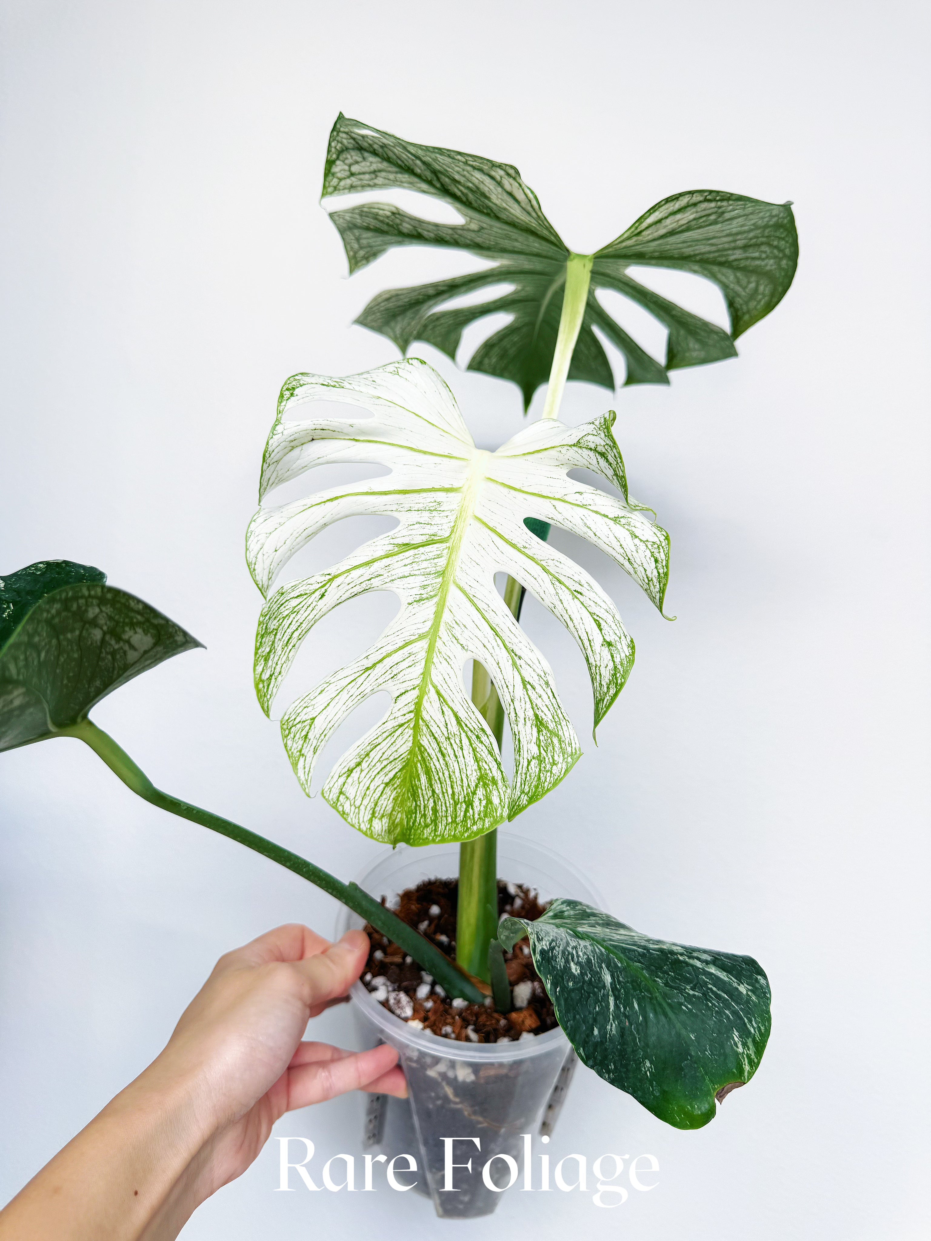 Monstera Devil Monster 6” Exact Plant – Rare Foliage Plant Co