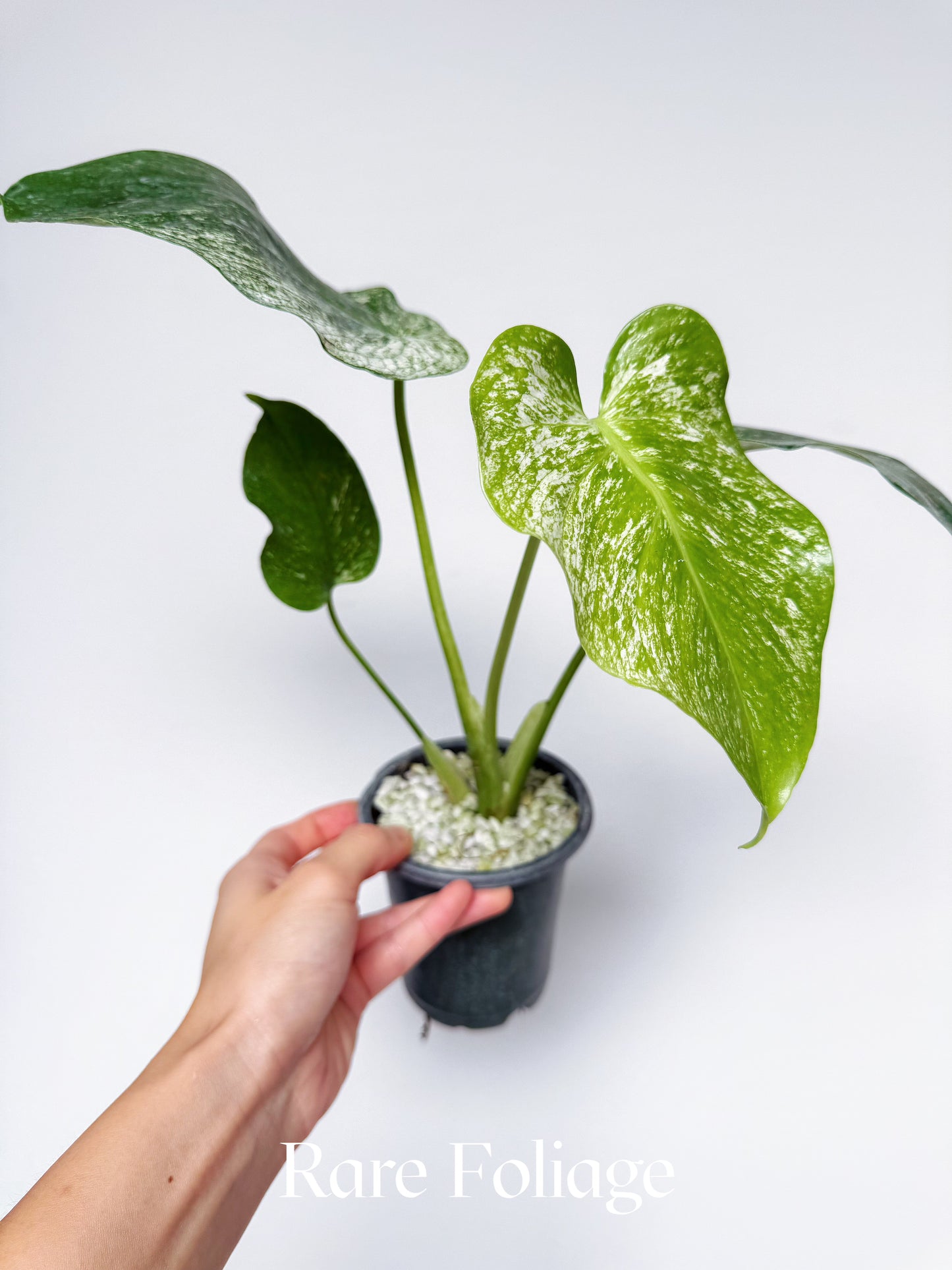 Monstera Devil Monster 4" Exact Plant