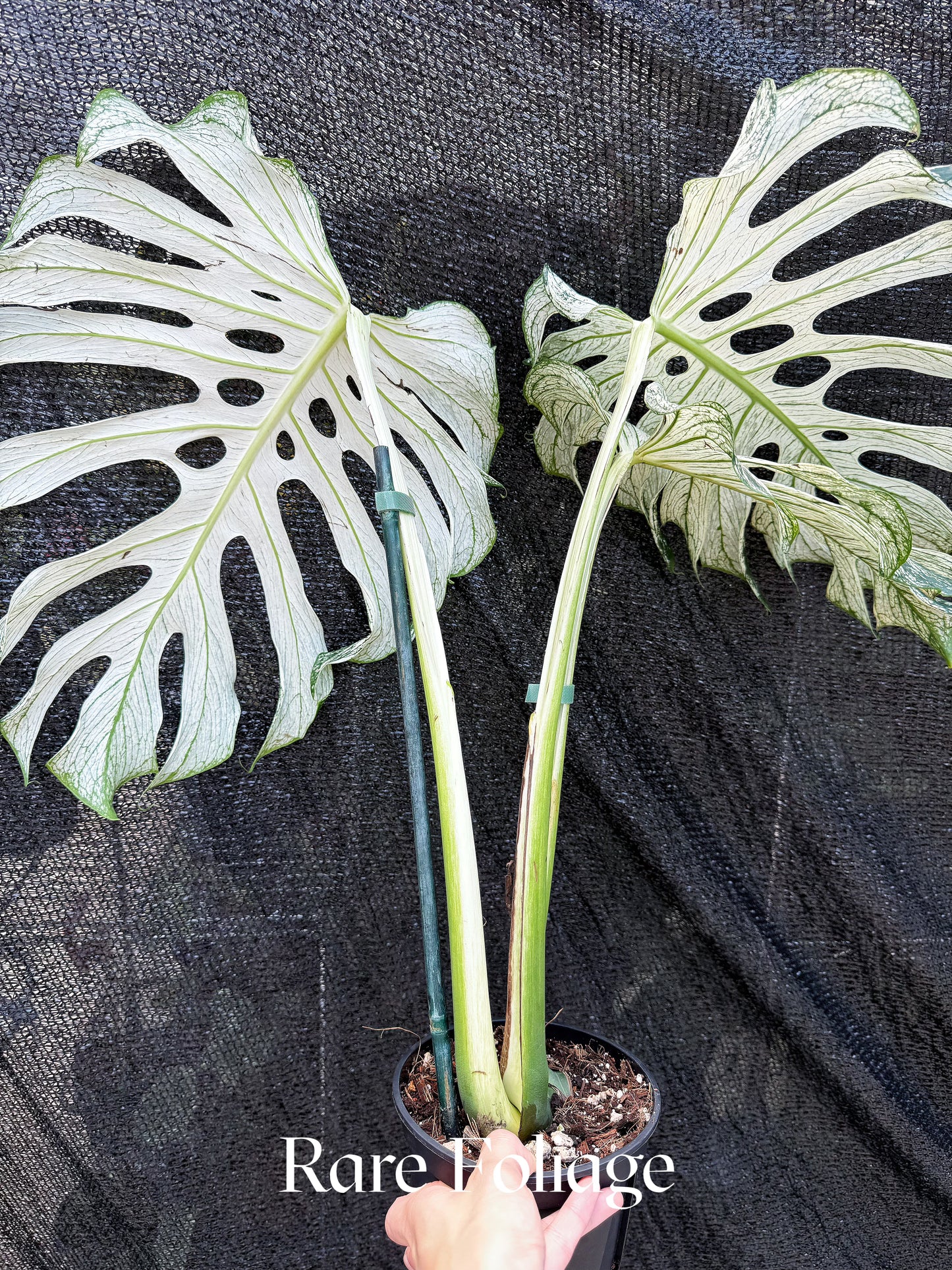 Monstera Devil Monster 6" Exact Plant