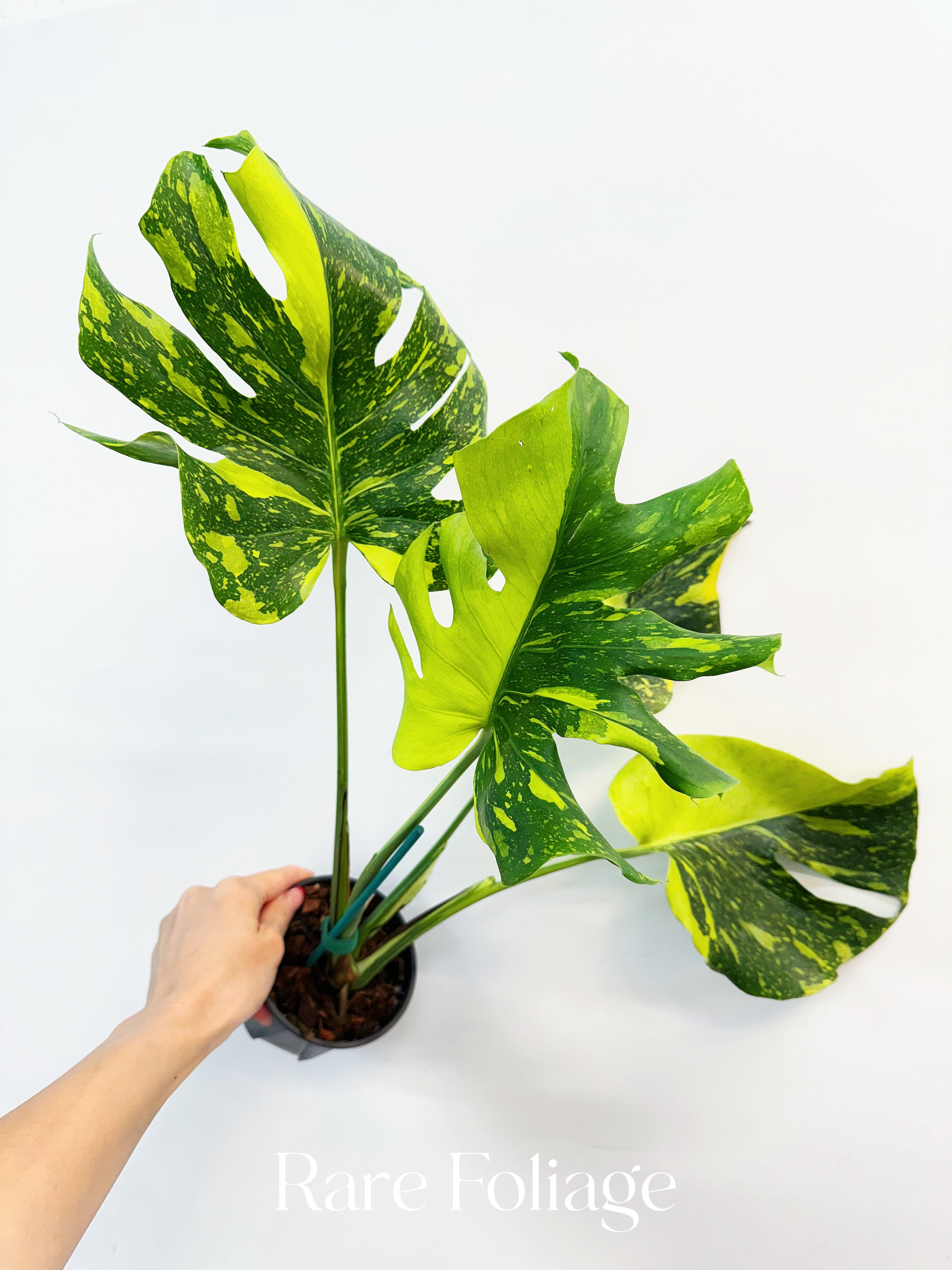Monstera Electrolyte 5