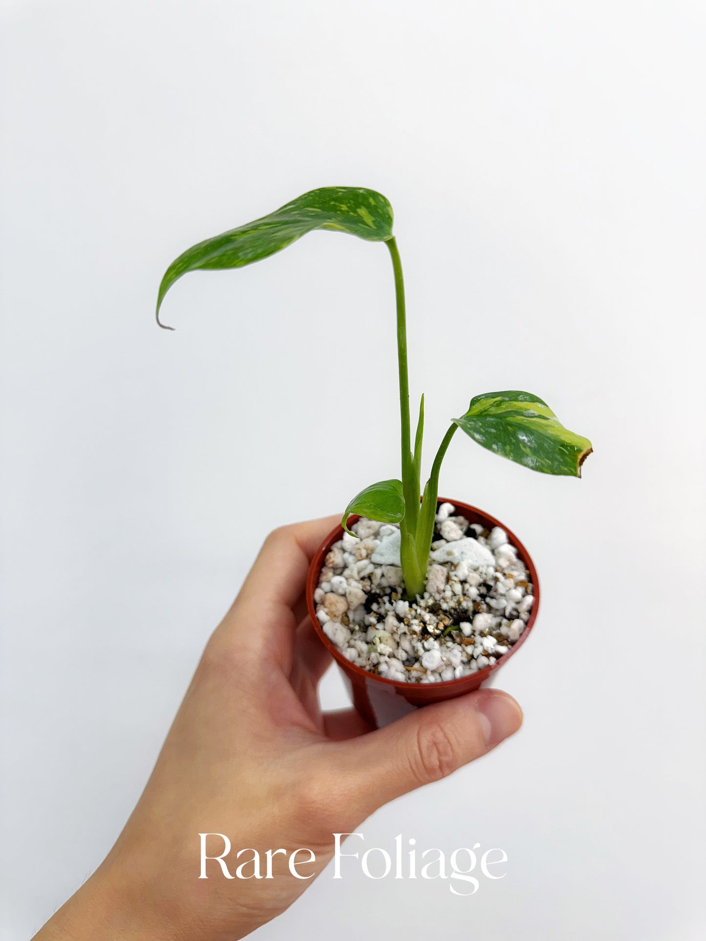 Monstera Electrolyte 2” Exact Plant