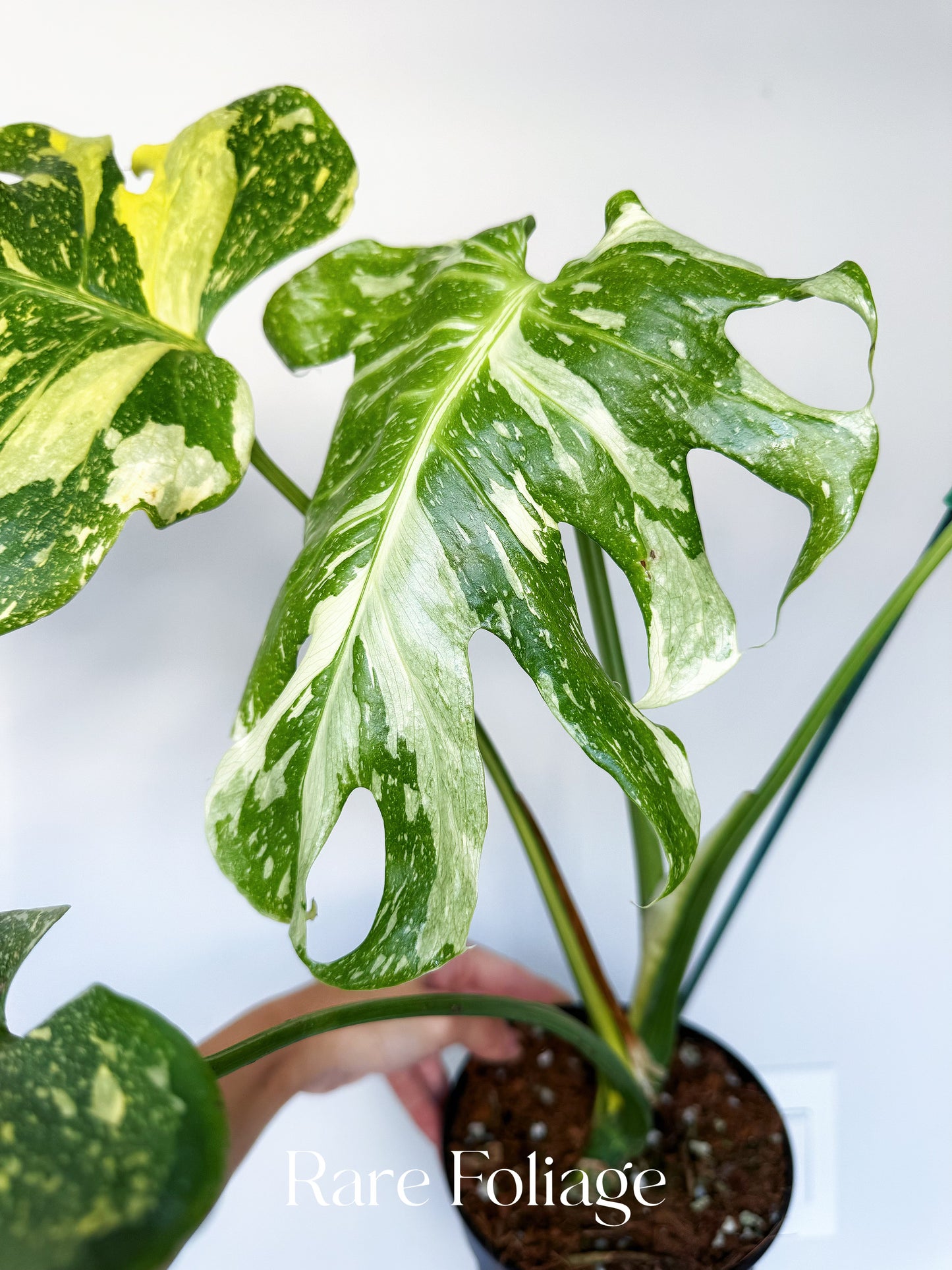 Monstera Electrolyte 6” Exact Plant