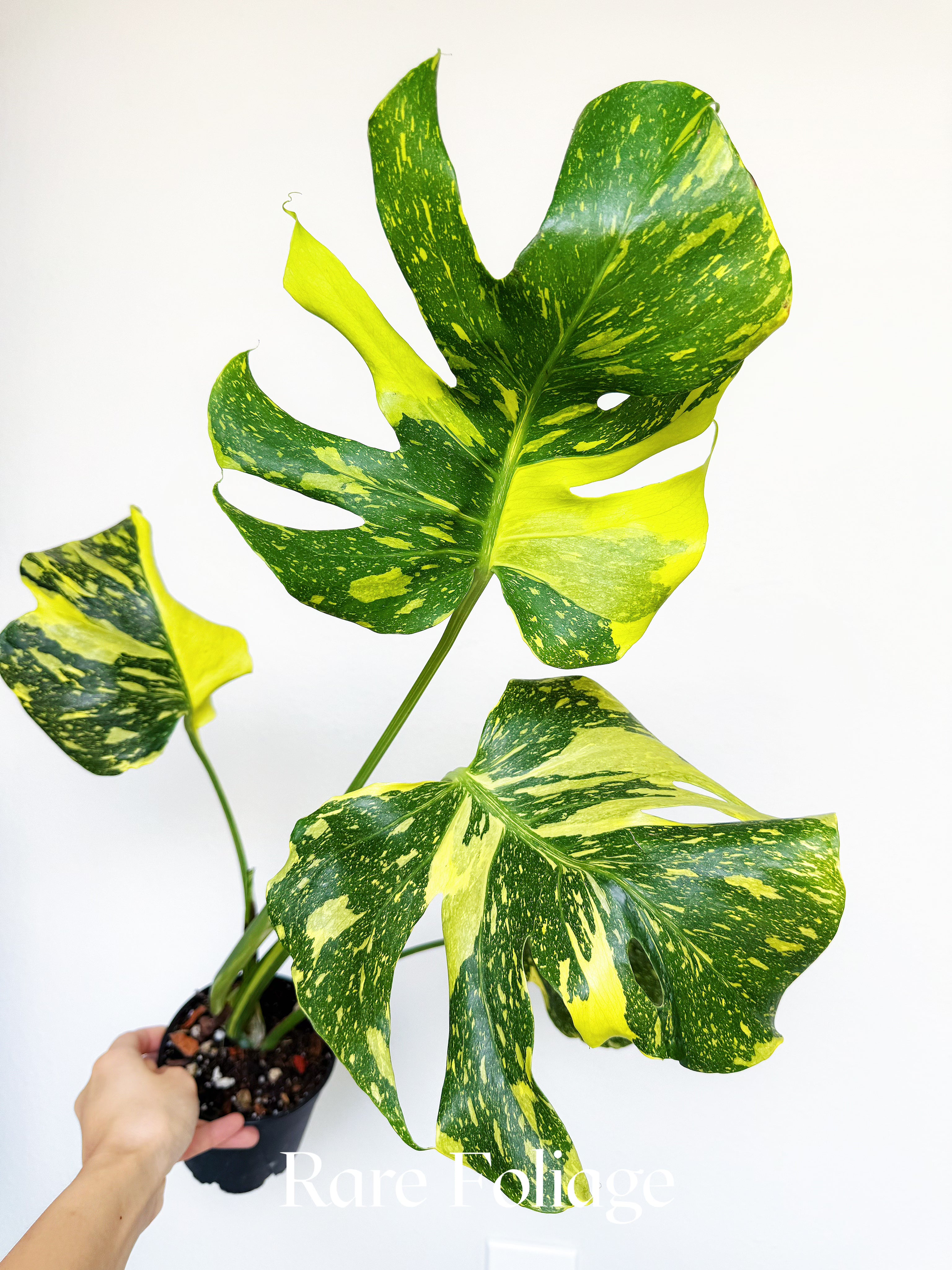 Monstera Electrolyte 4