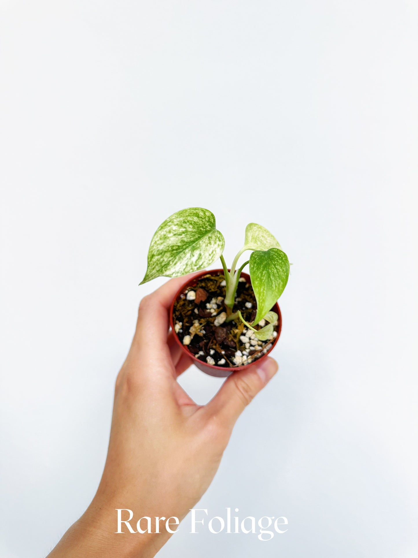 Monstera Full Mint 2"