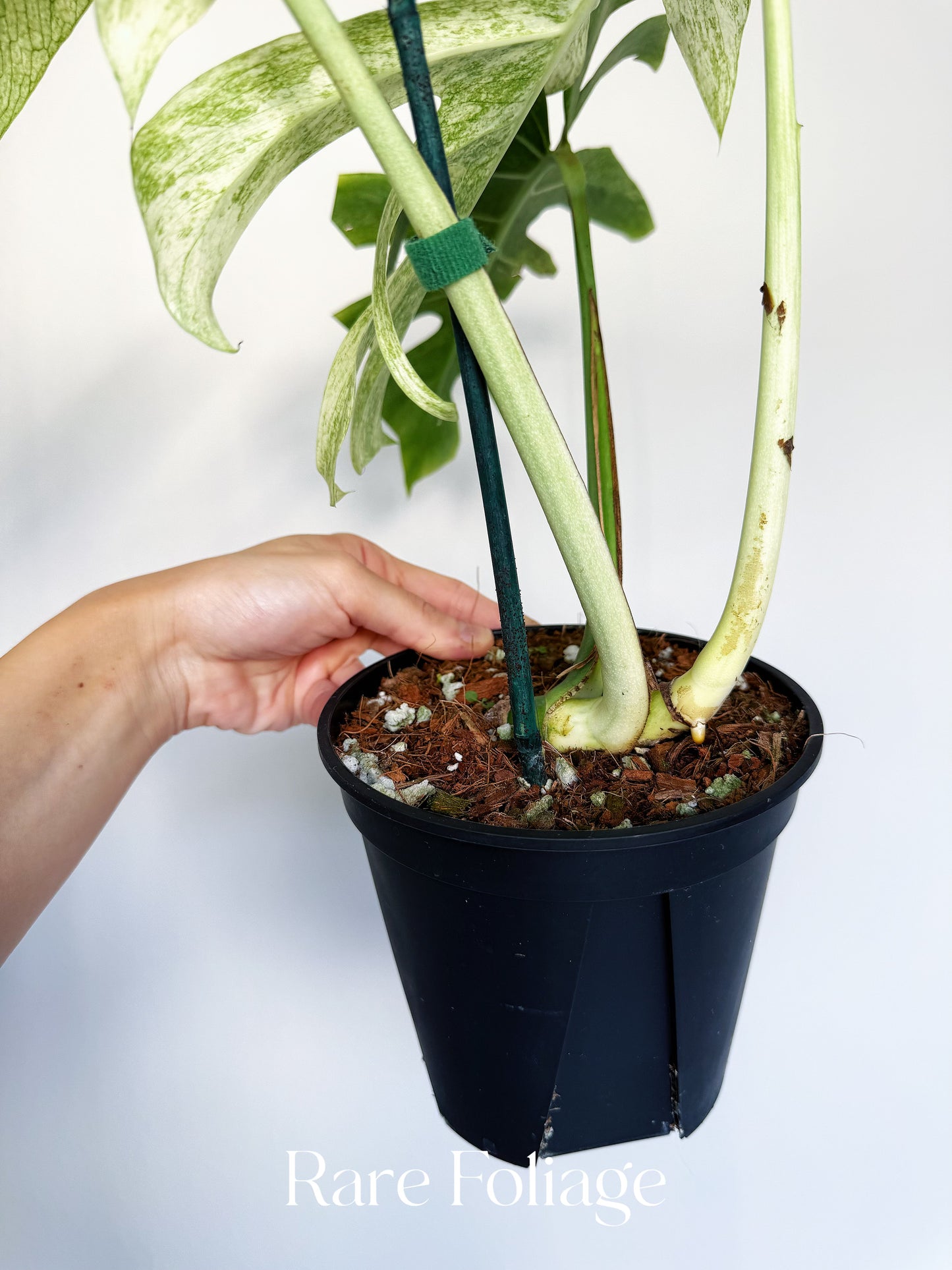 Monstera Full Mint 6” Exact Plant