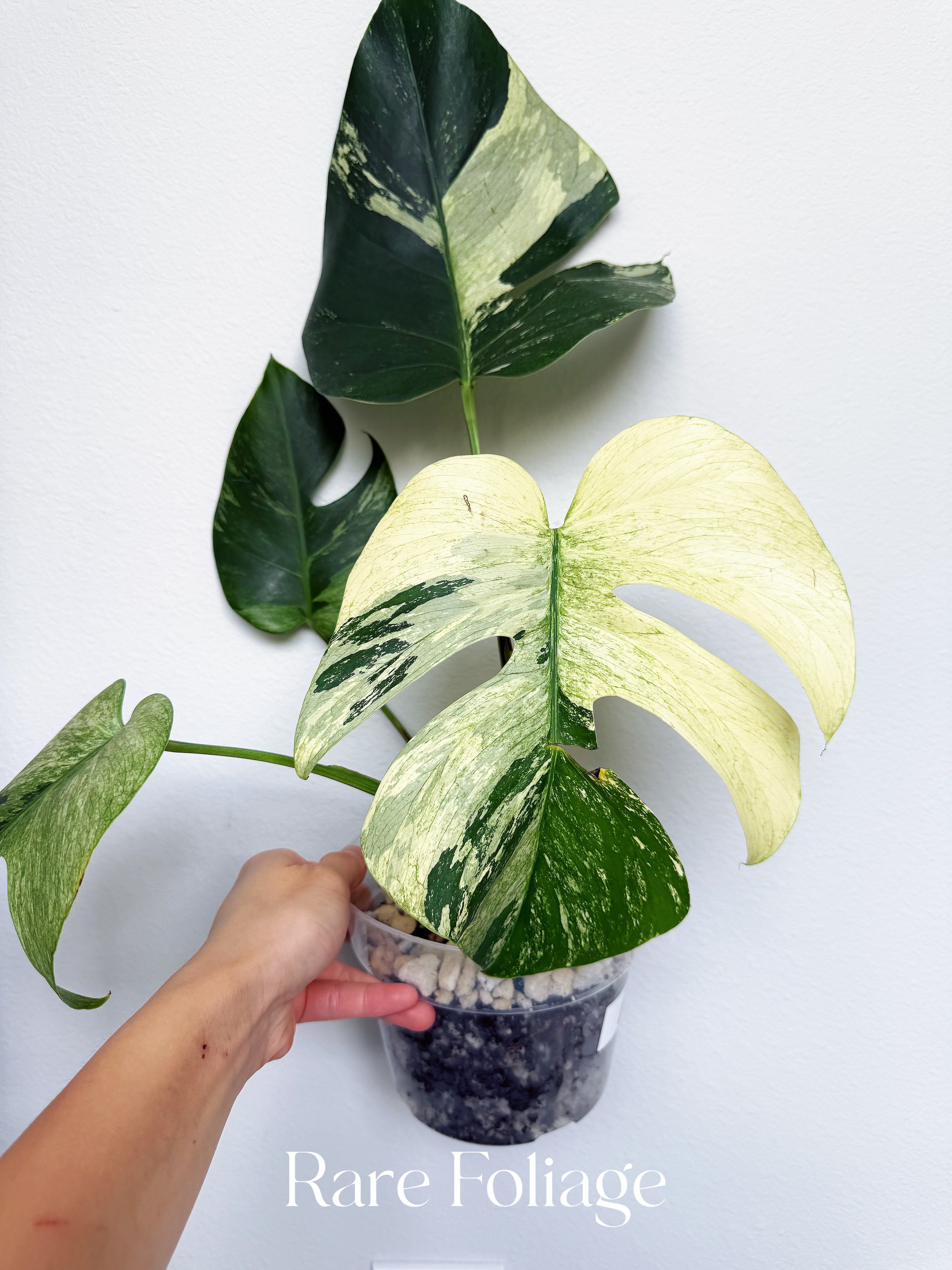 Monstera Jungle Mint 6” Exact Plant – Rare Foliage Plant Co
