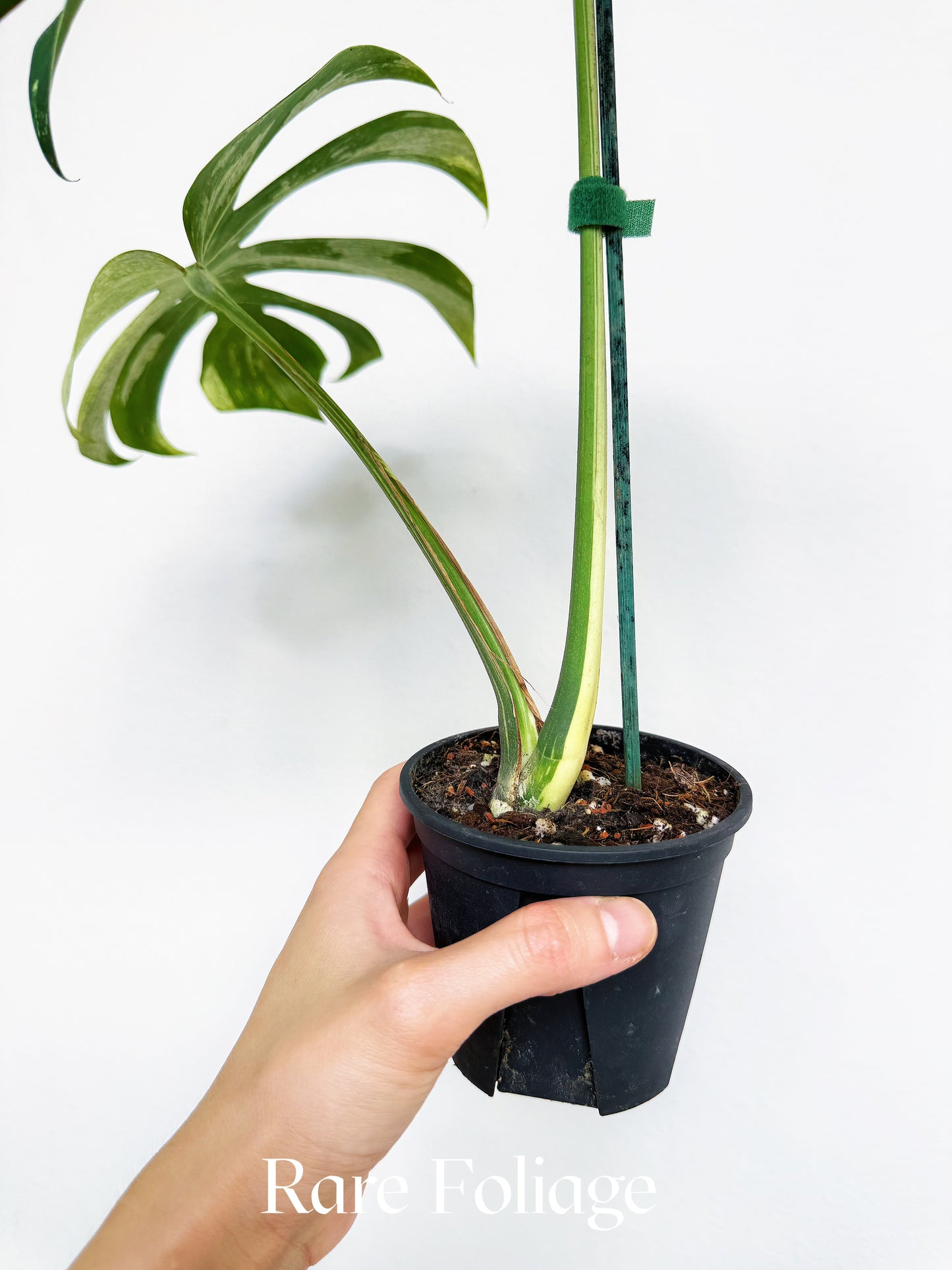 Monstera Jungle Mint 4” Exact Plant