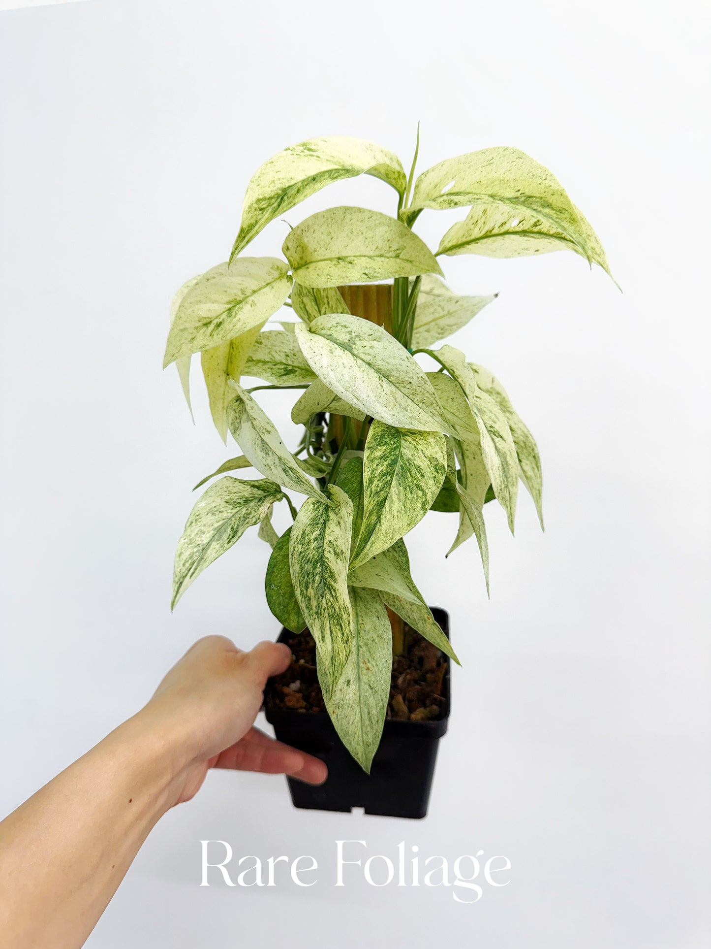 Monstera Laniata Mint 5" Mother Plant