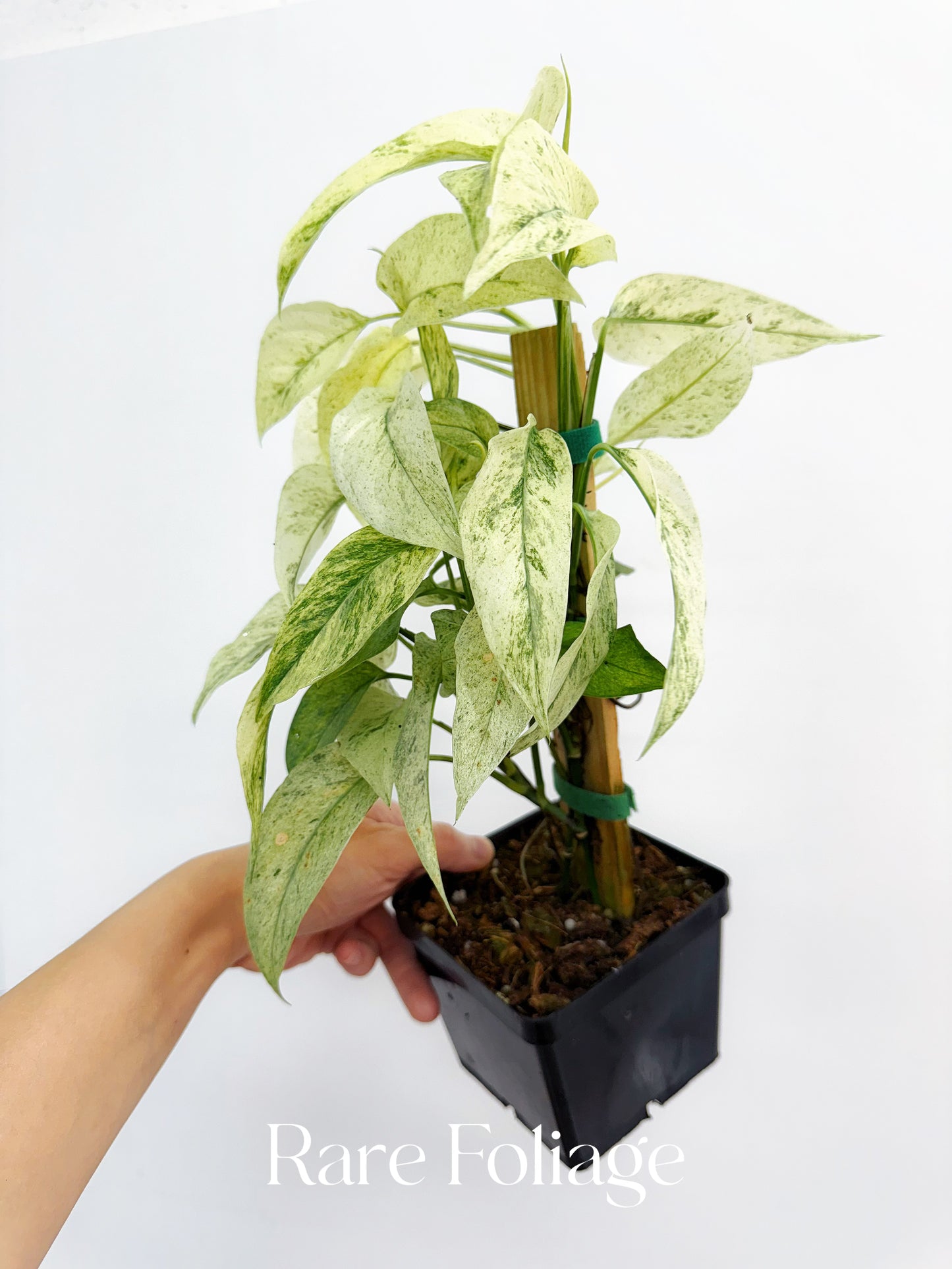 Monstera Laniata Mint 5" Mother Plant