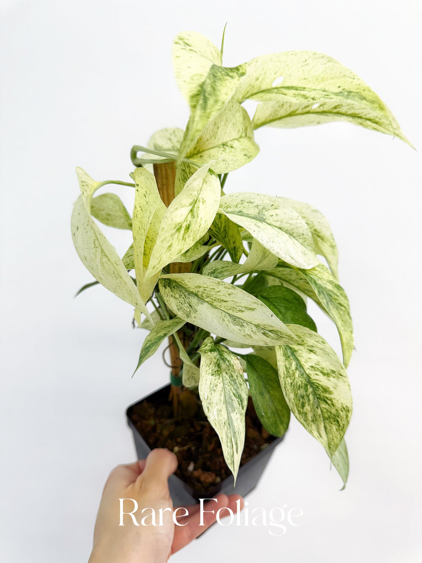 Monstera Laniata Mint 5" Mother Plant