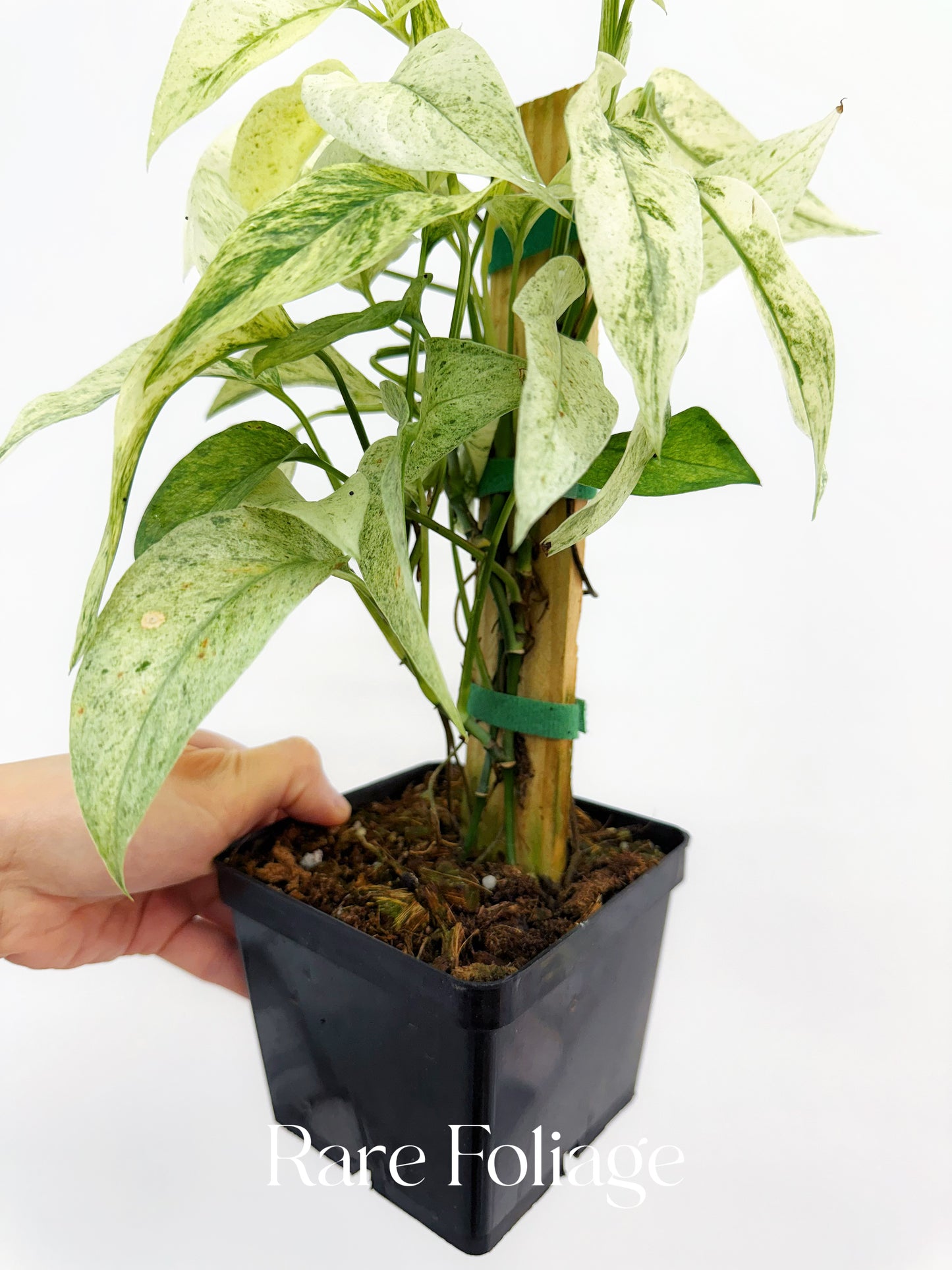 Monstera Laniata Mint 5" Mother Plant