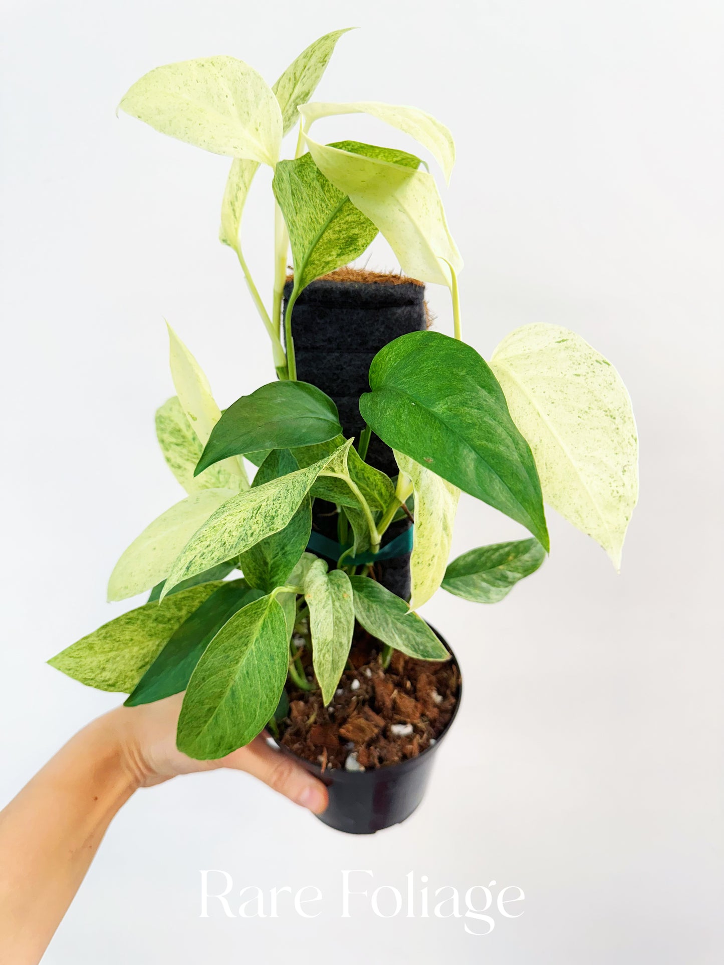 Monstera Laniata Mint 4"