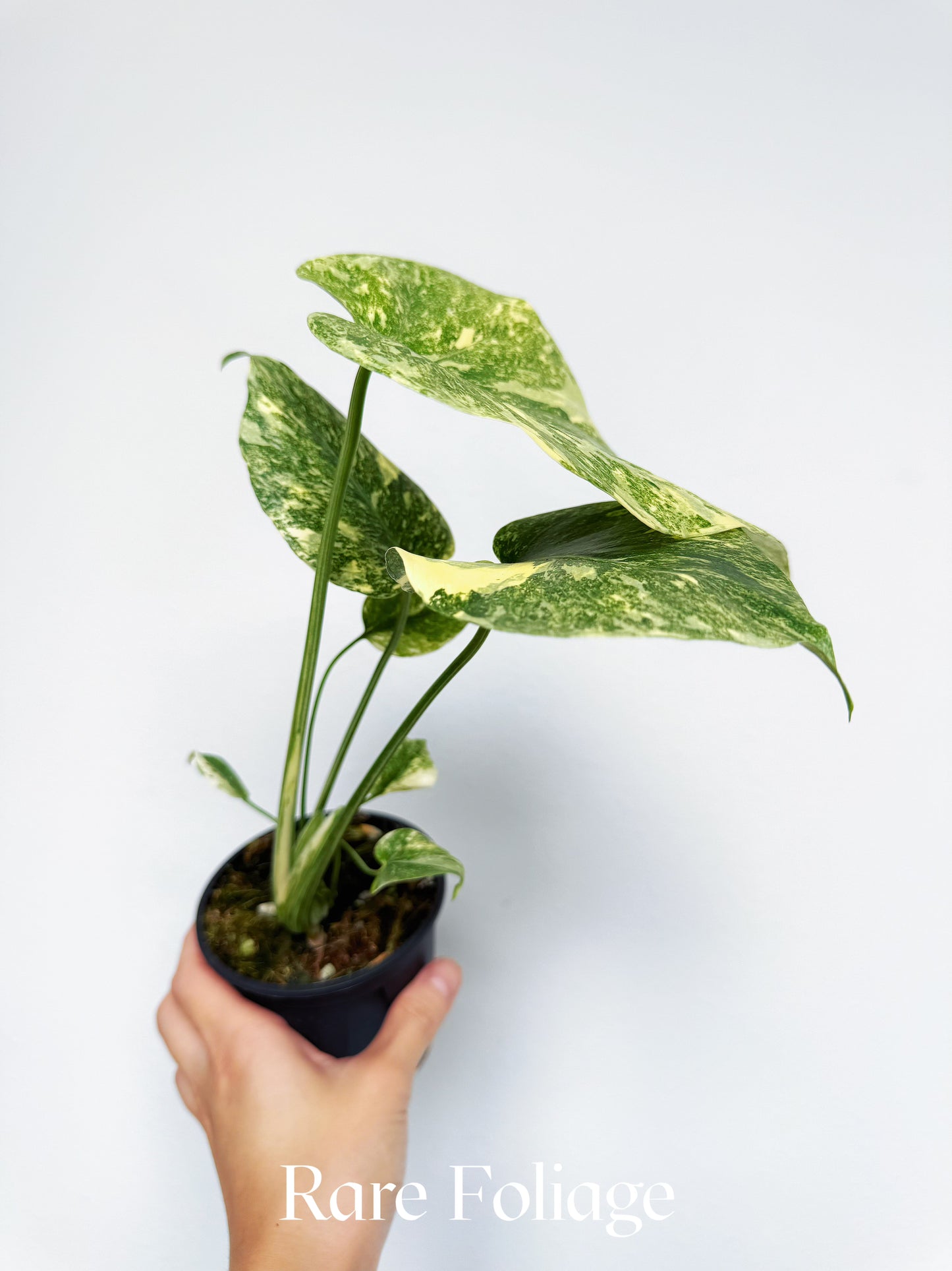 Monstera Legacy (Large Form) 4"