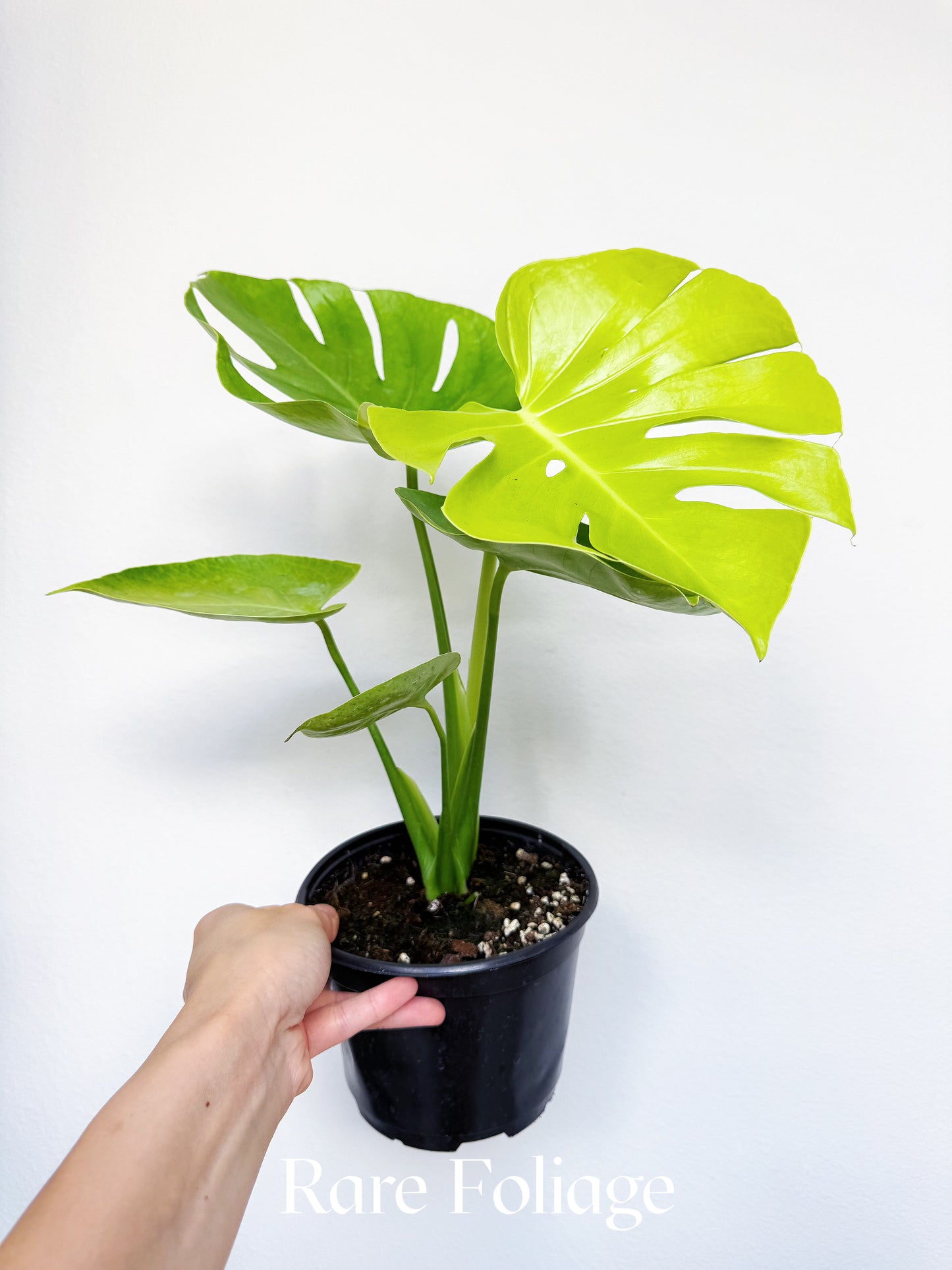 Monstera Lemon Lime 6"