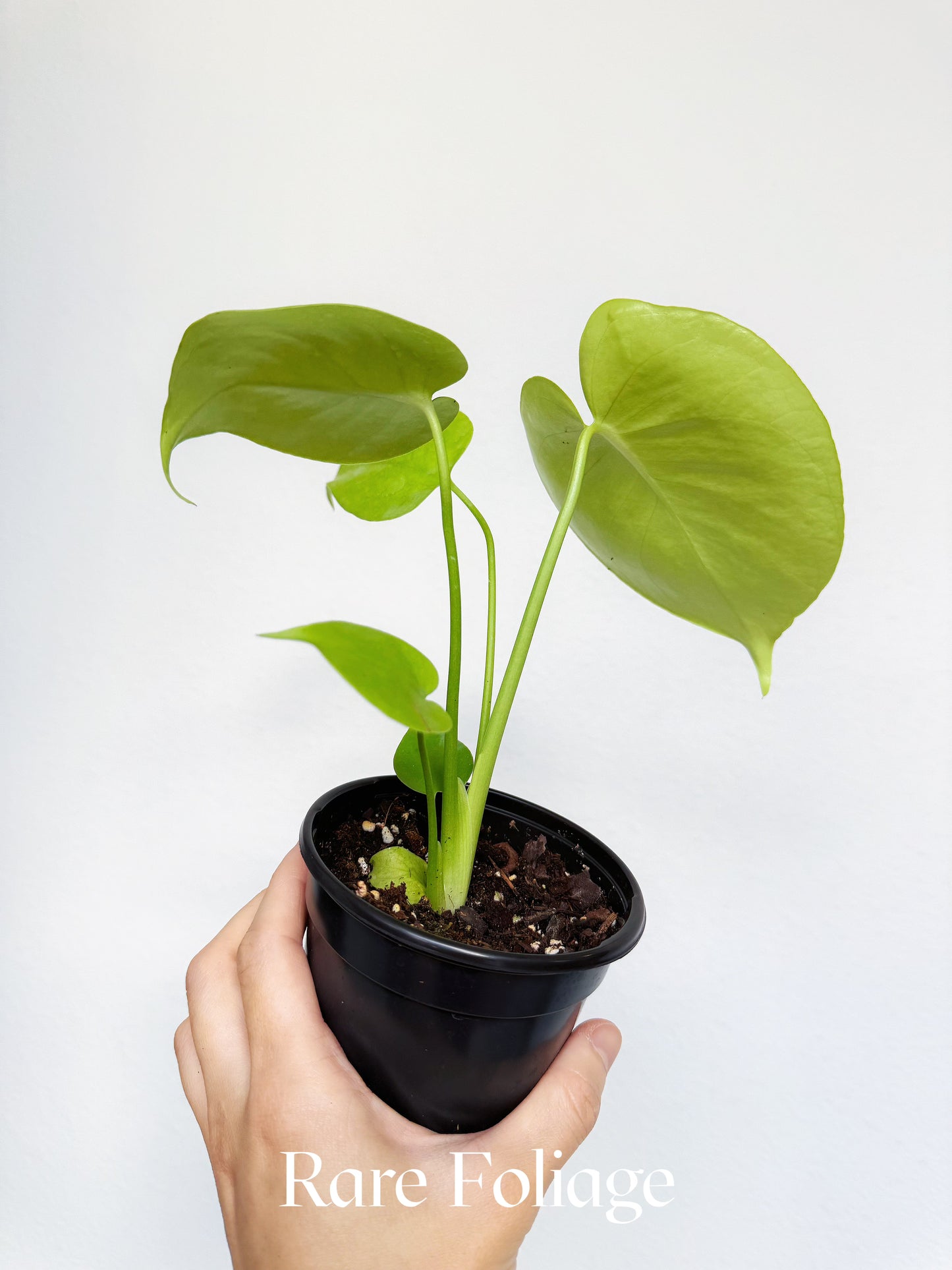 Monstera Lemon Lime 4"