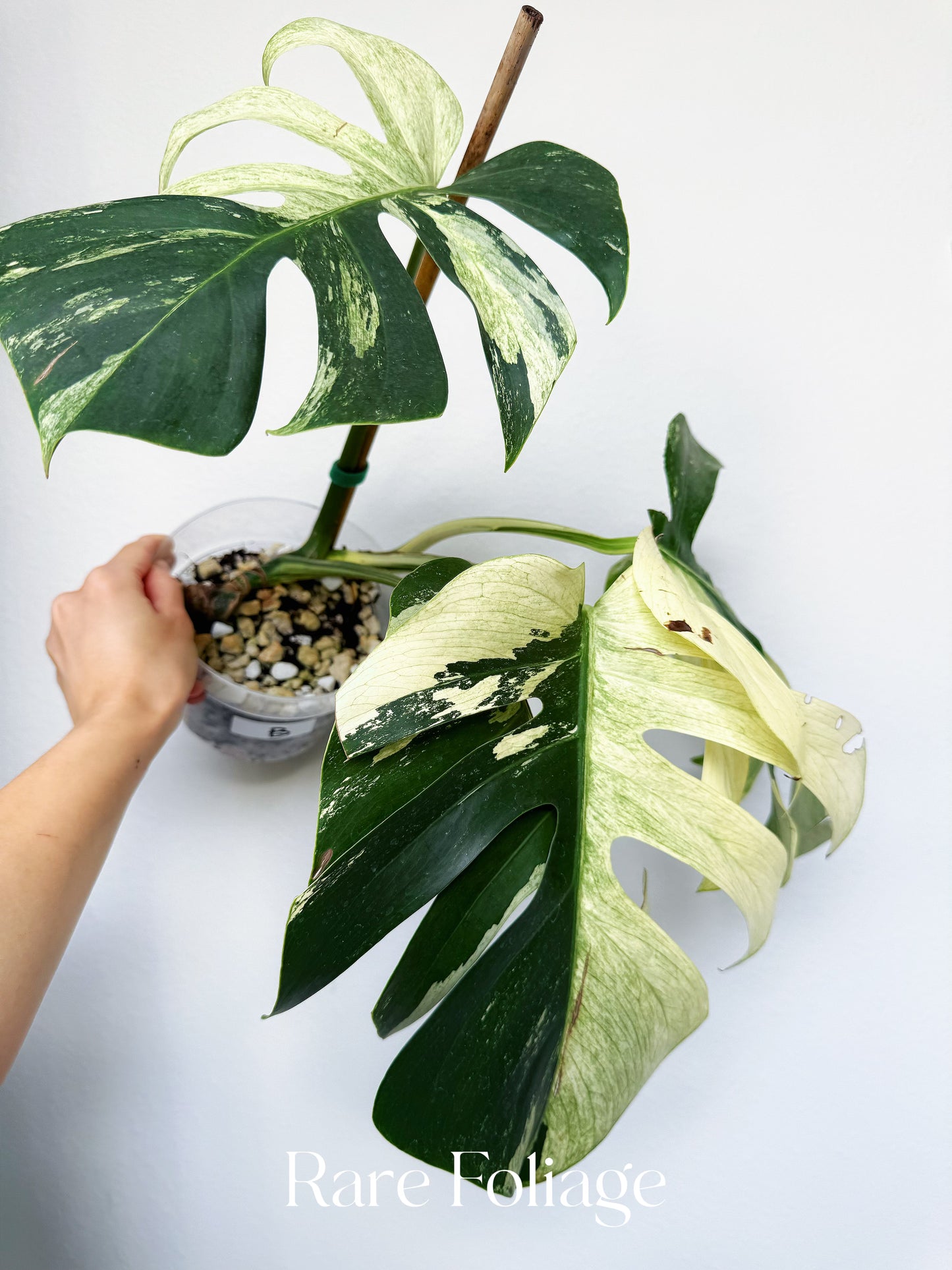 Monstera Jungle Mint 6” Exact Plant