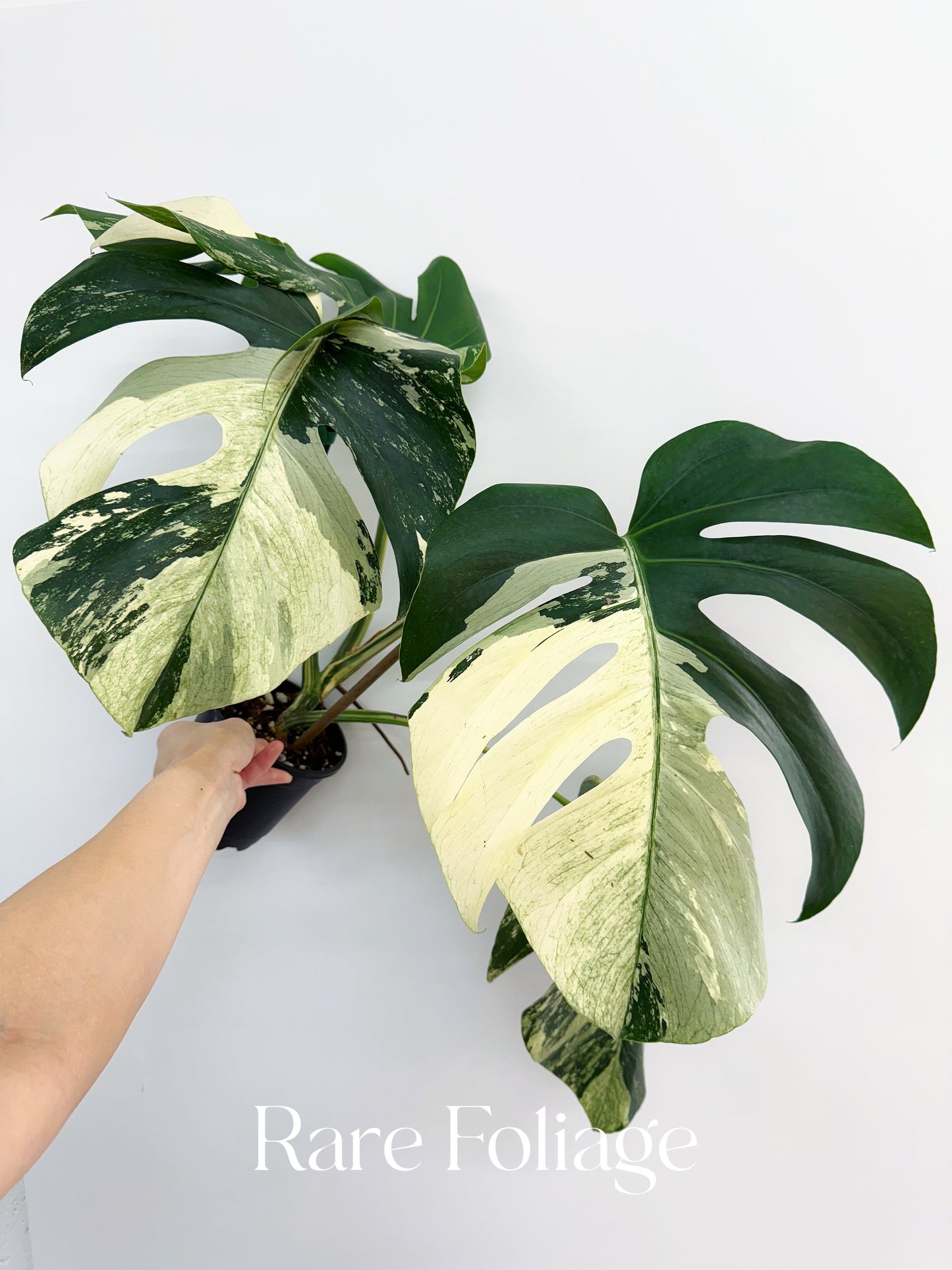 Monstera Mint No ID 5” Exact Plant