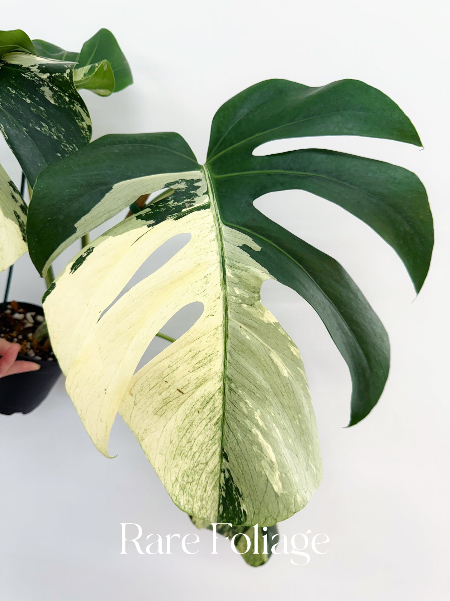 Monstera Mint No ID 5” Exact Plant