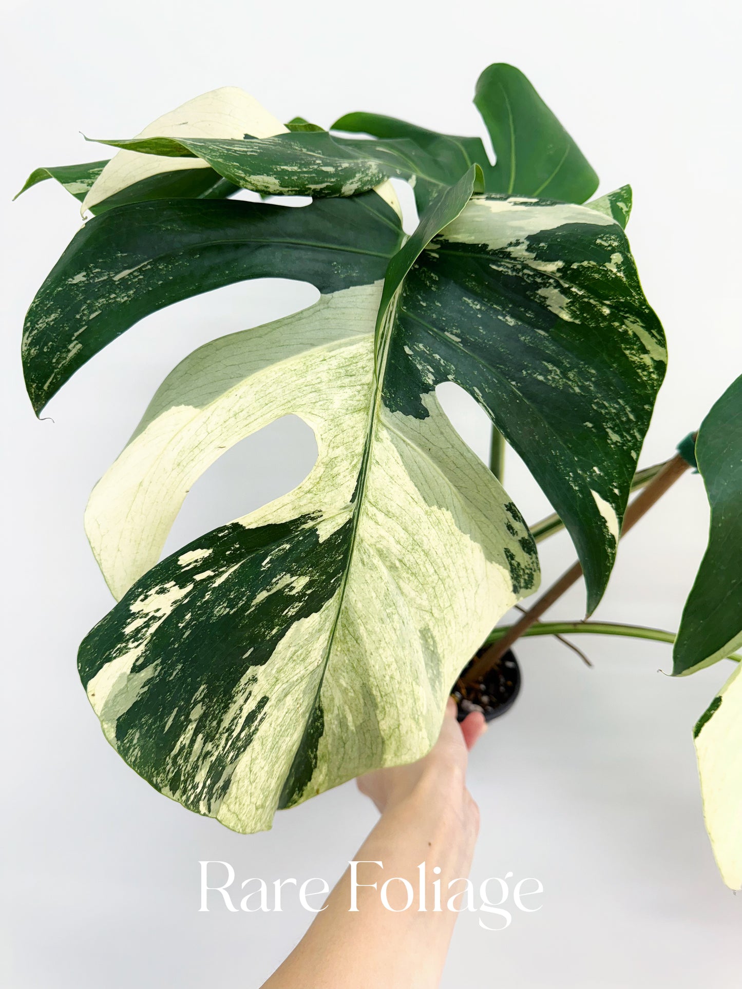 Monstera Mint No ID 5” Exact Plant