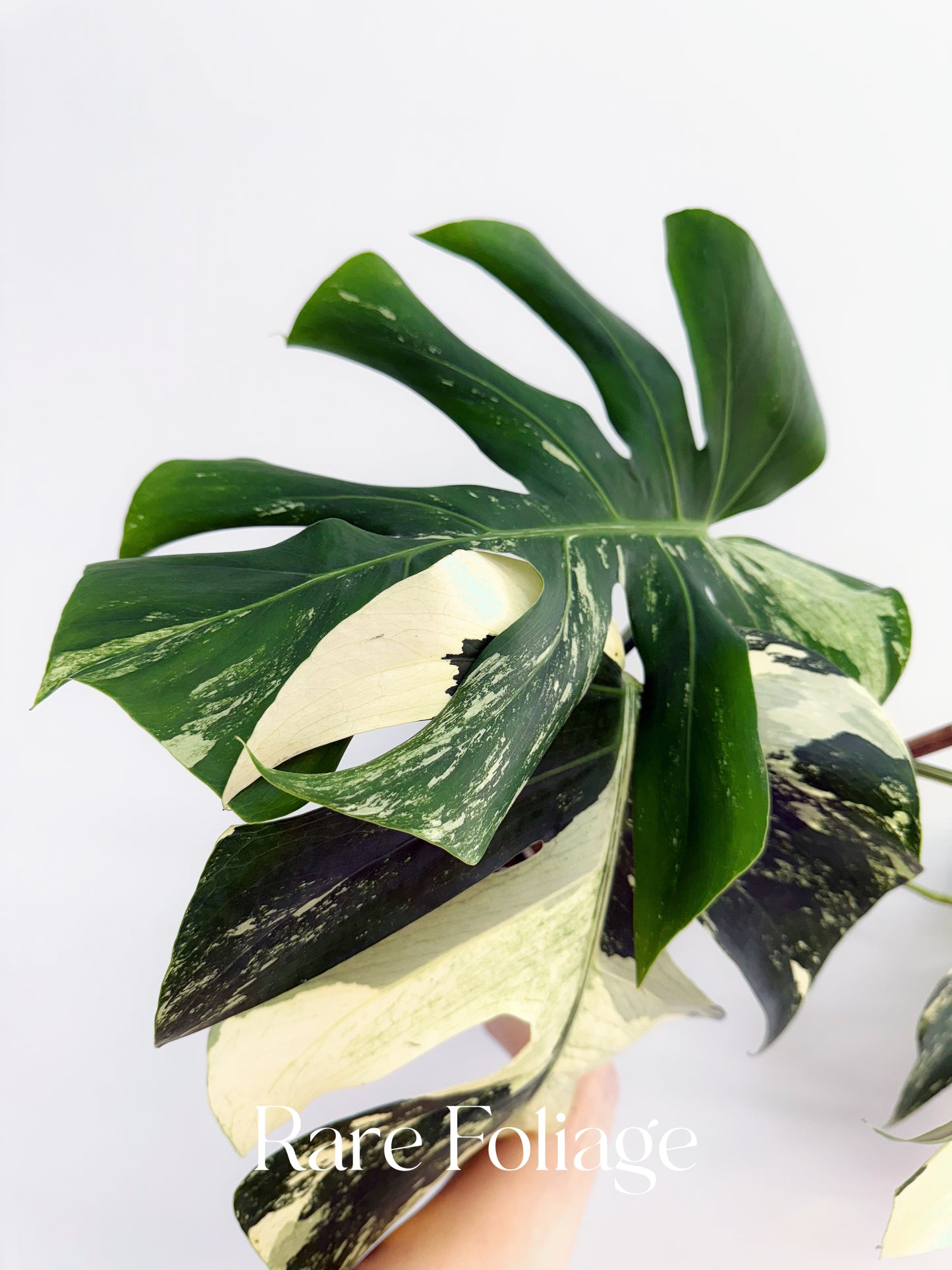 Monstera Mint No ID 5” Exact Plant