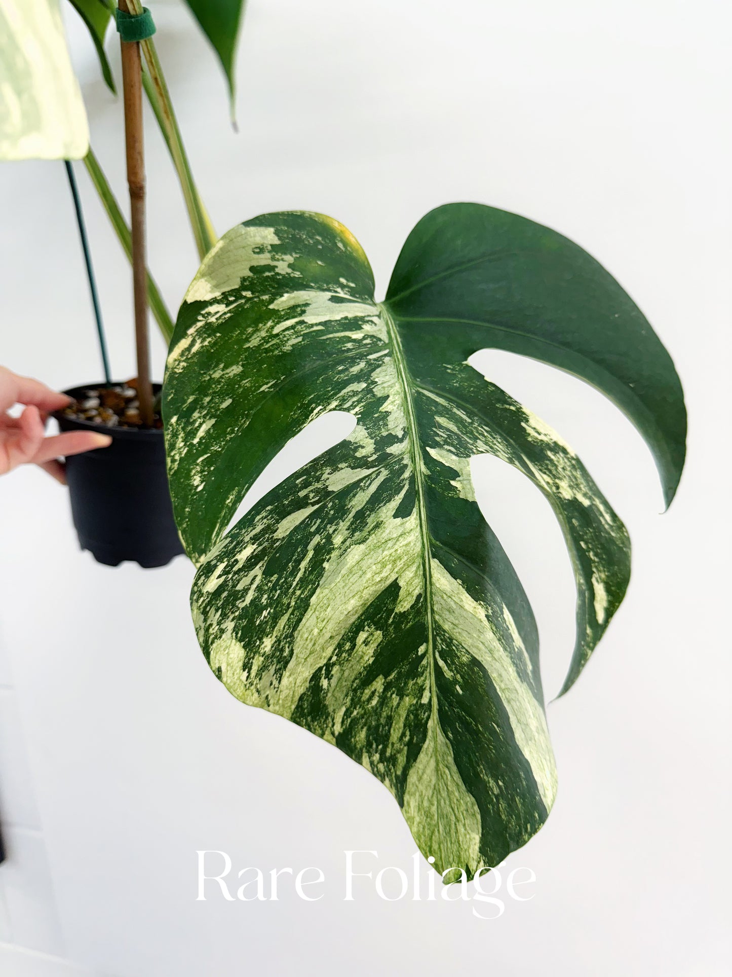 Monstera Mint No ID 5” Exact Plant