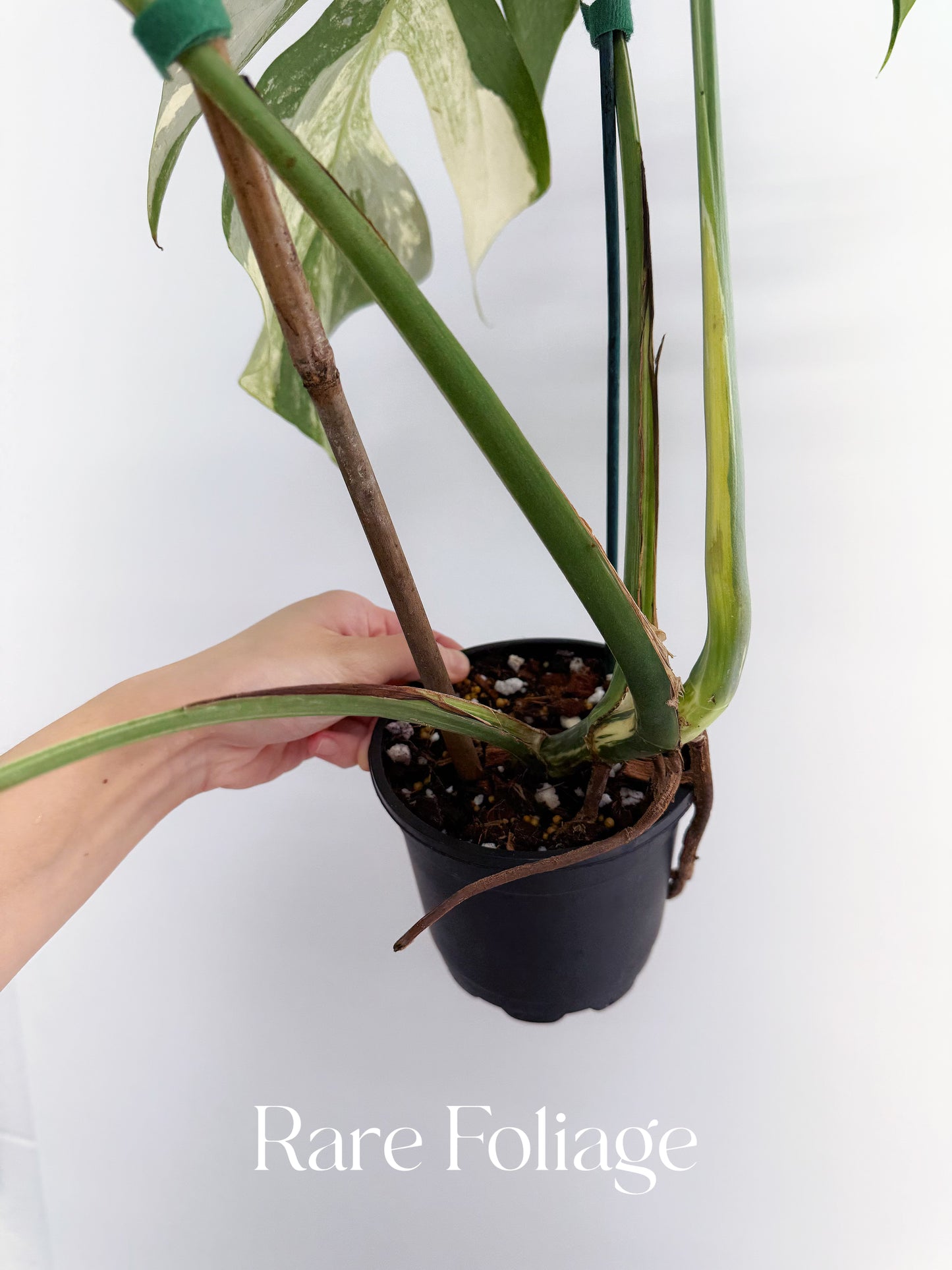 Monstera Mint No ID 4” Exact Plant