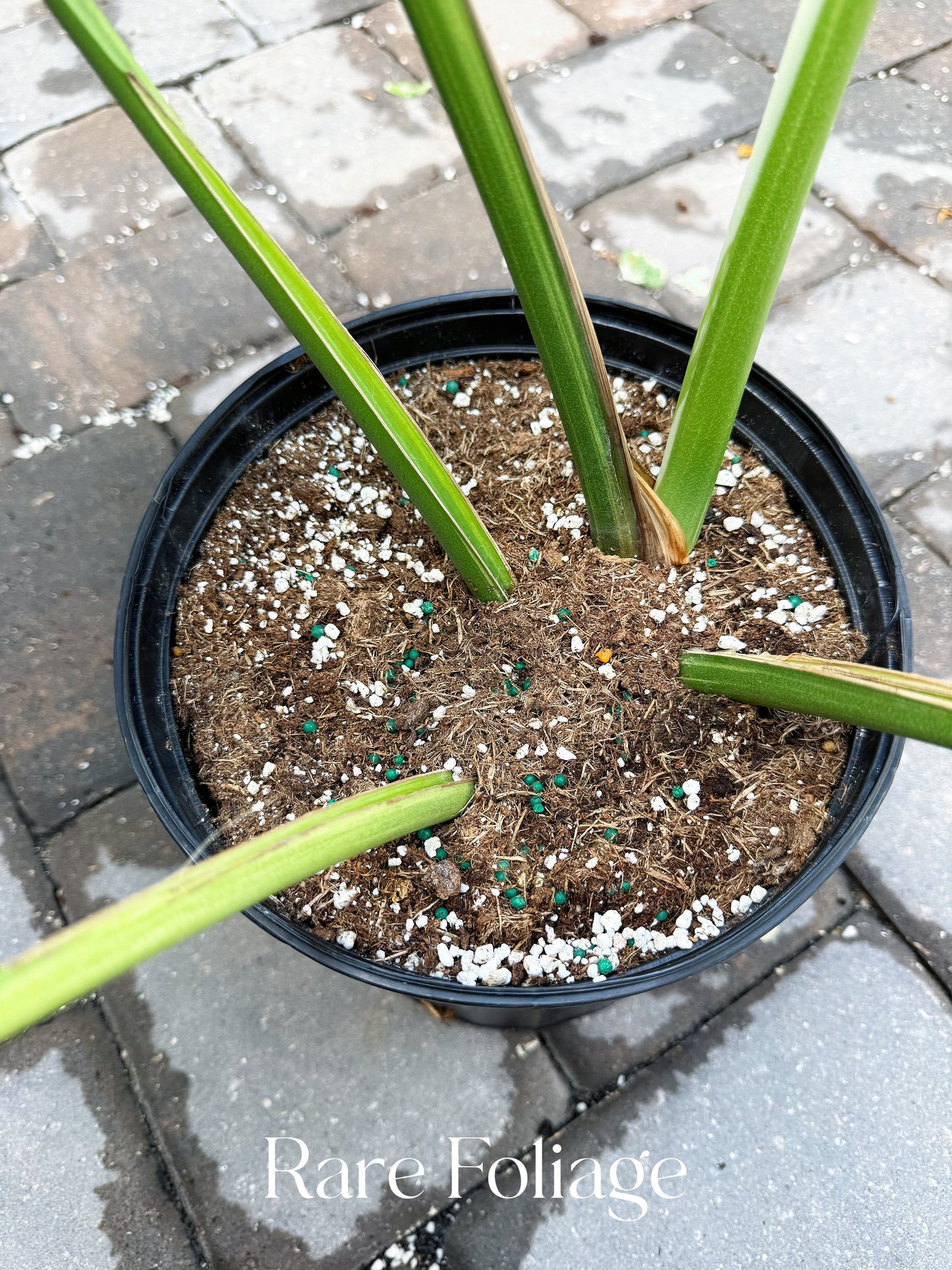 Monstera Mint No ID 10” Exact Plant