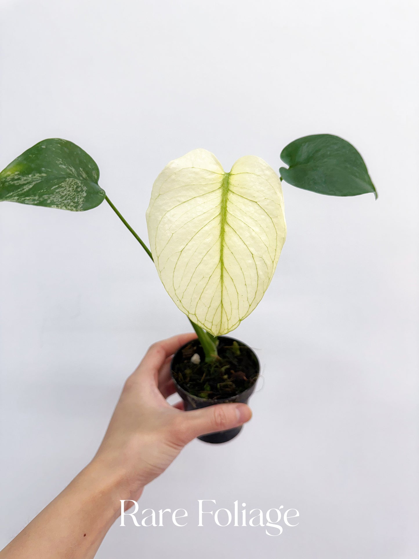 Monstera Mint Large Form 3"