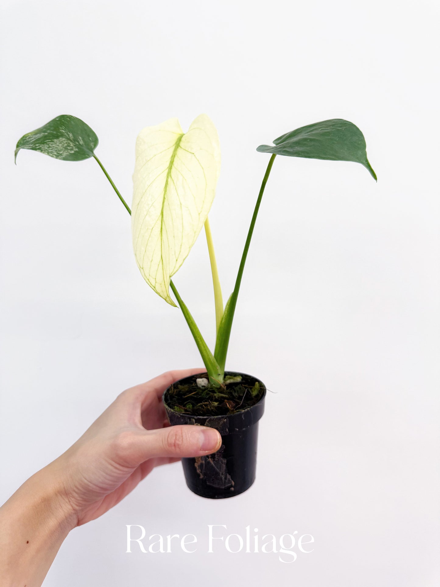 Monstera Mint Large Form 3"