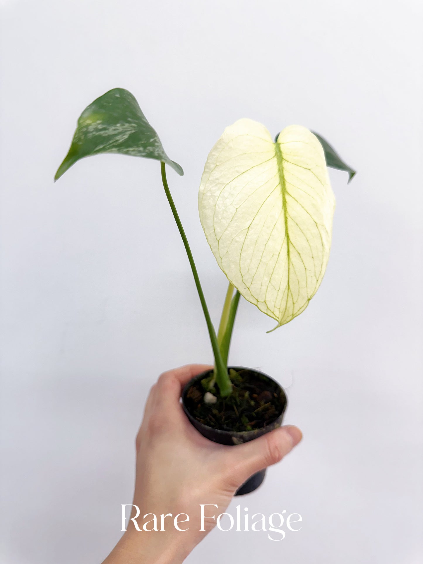 Monstera Mint Large Form 3"